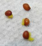 Trillium erectum f. beige seeds