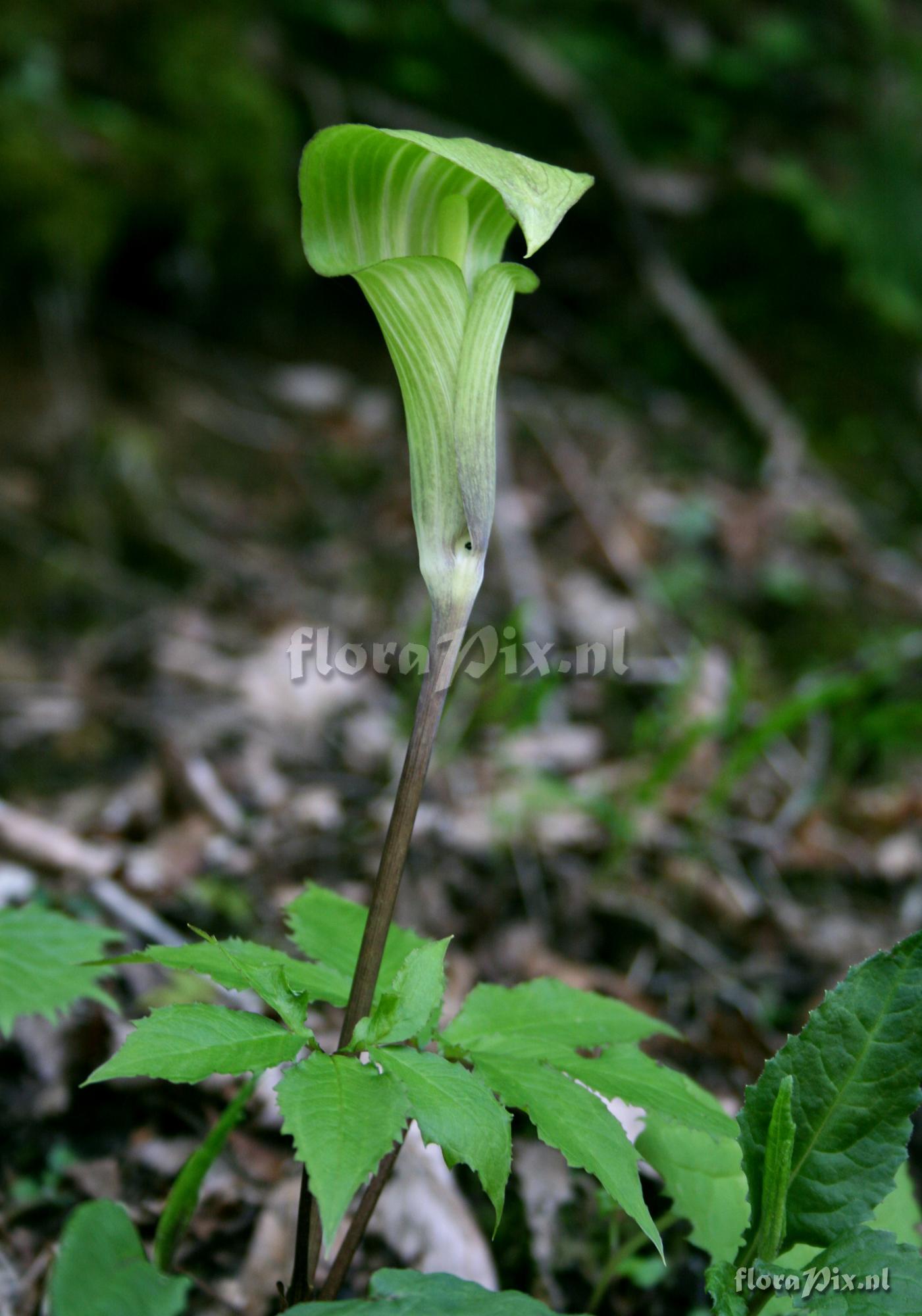 Arisaema nikoense var. nikoense