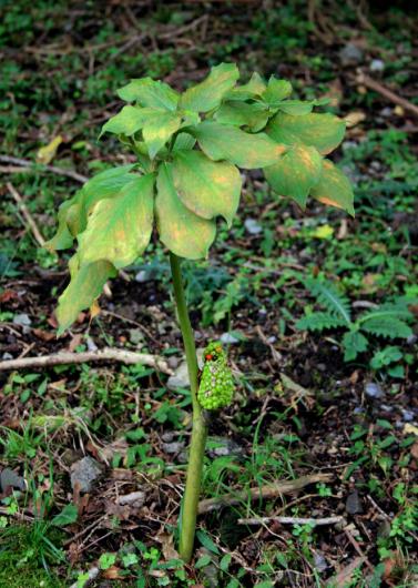 Arisaema serratum var. izuense