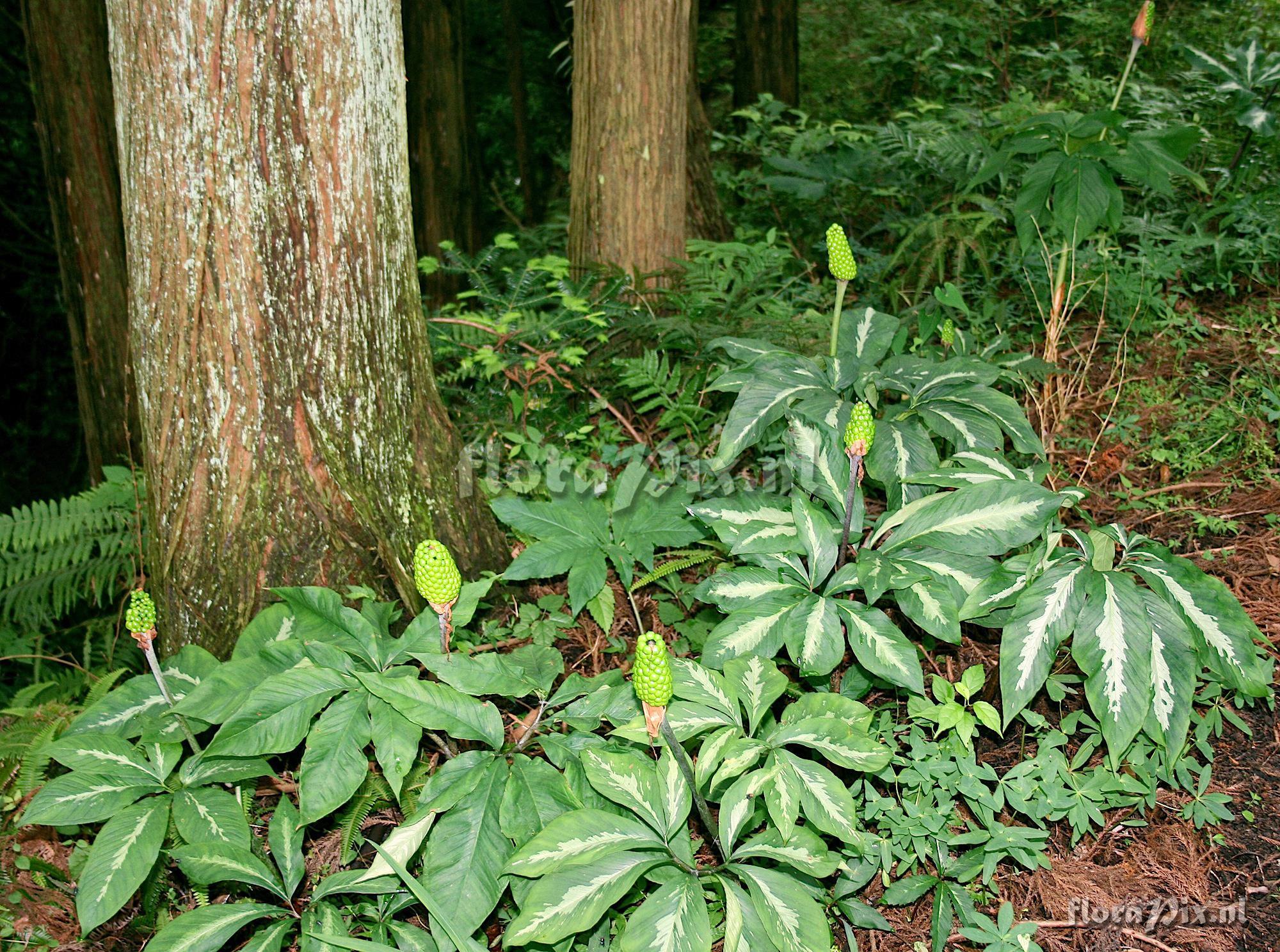 Arisaema aequinoctiale