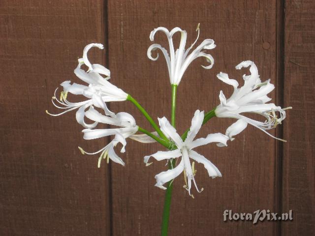 Nerine bowdenii, white form