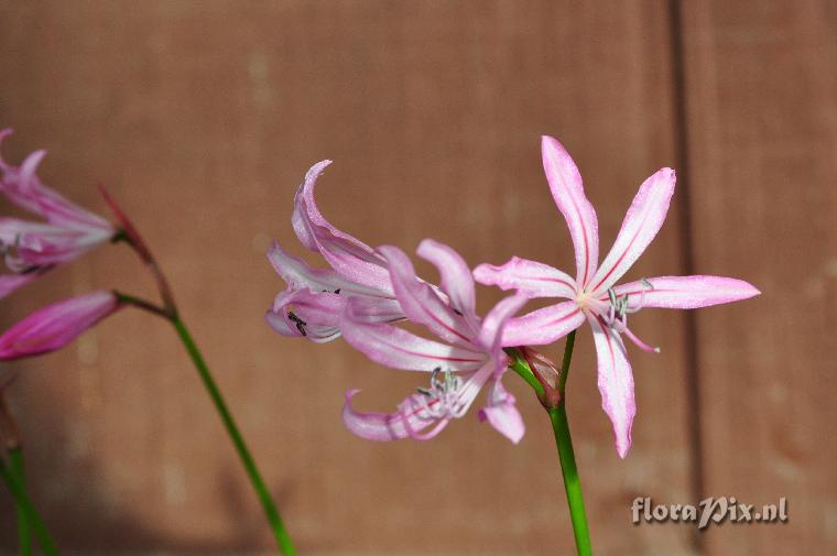 Nerine humilis