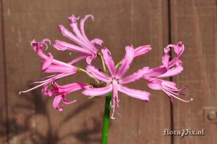 Nerine bowdenii, normal pink form