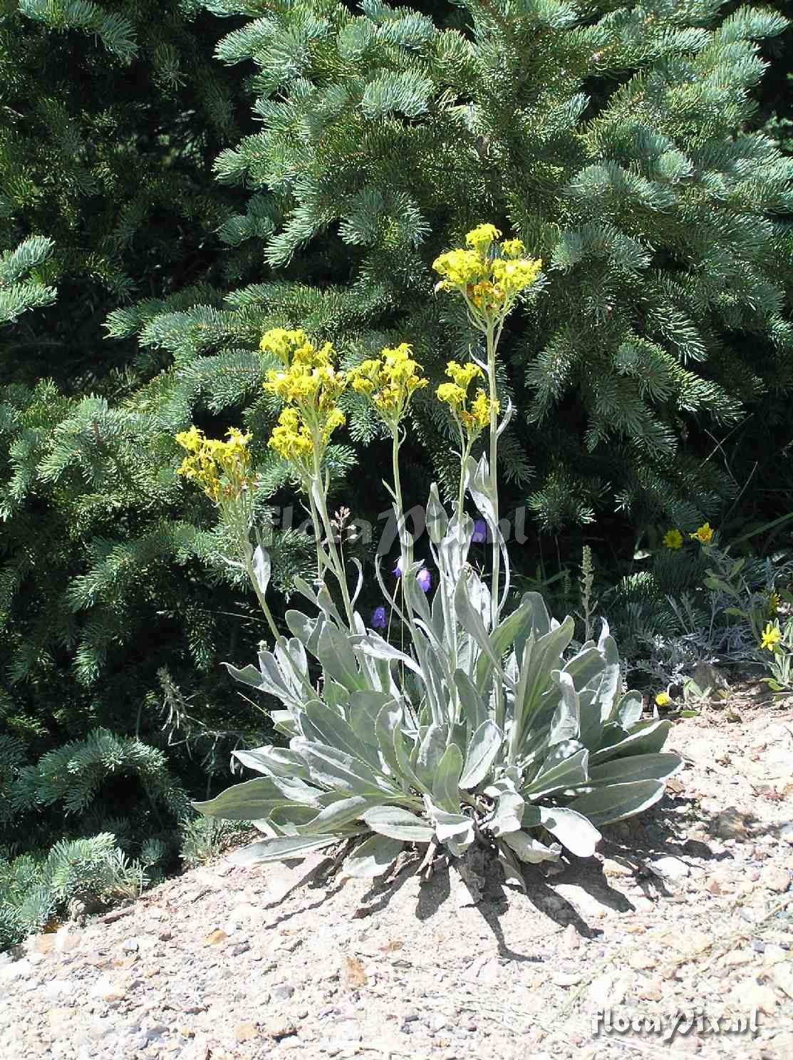 Senecio atratus