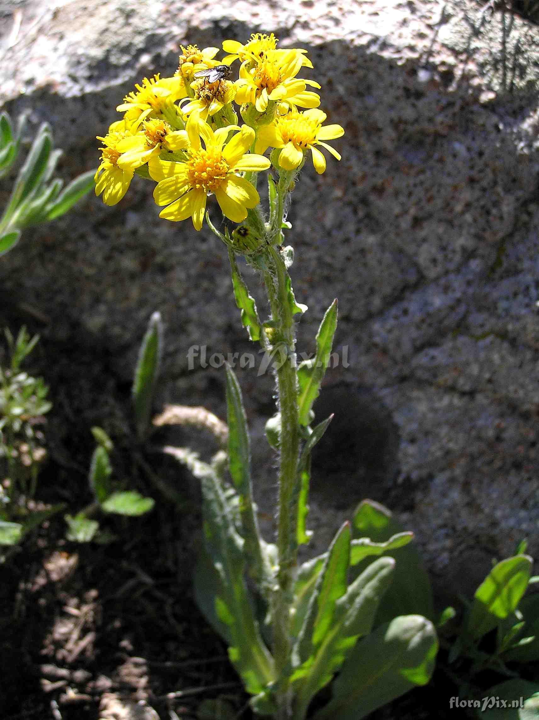 Senecio integerrimus