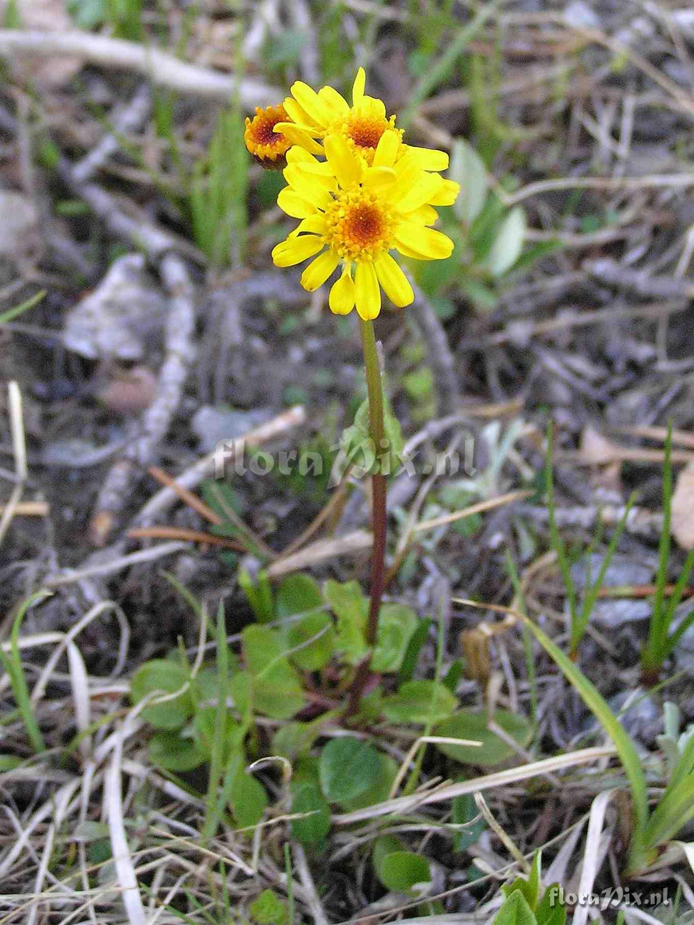 Senecio crocatus