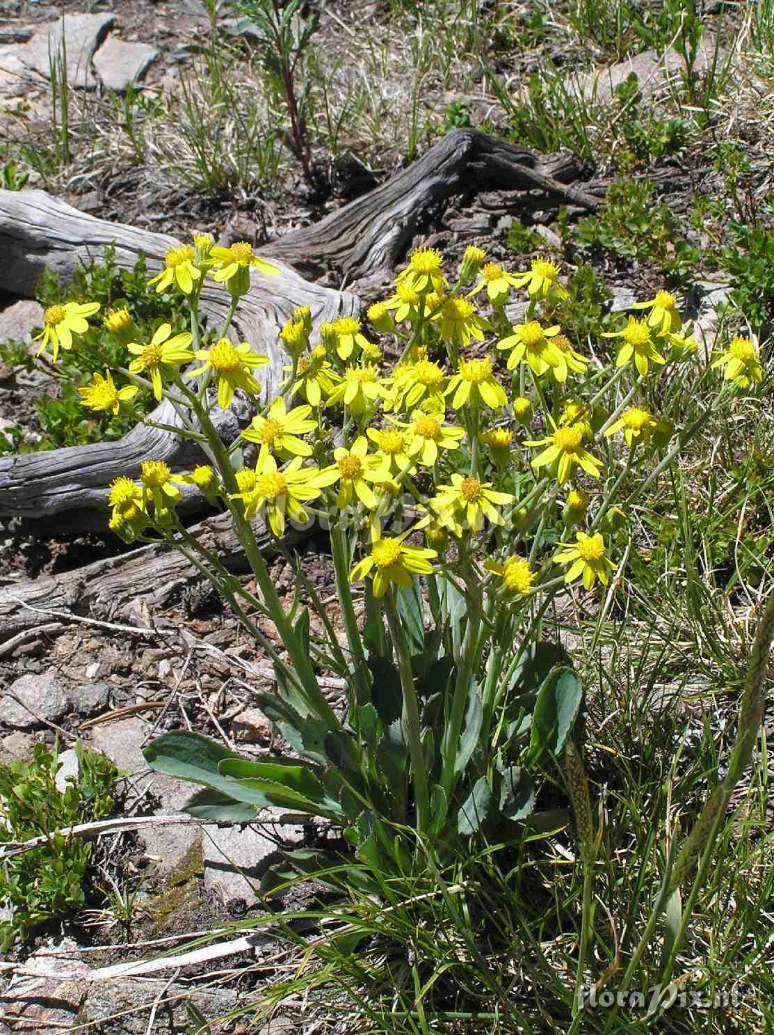 Senecio wootonii