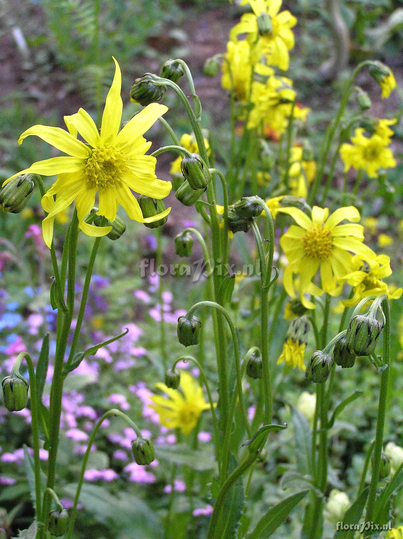 Senecio amplectans