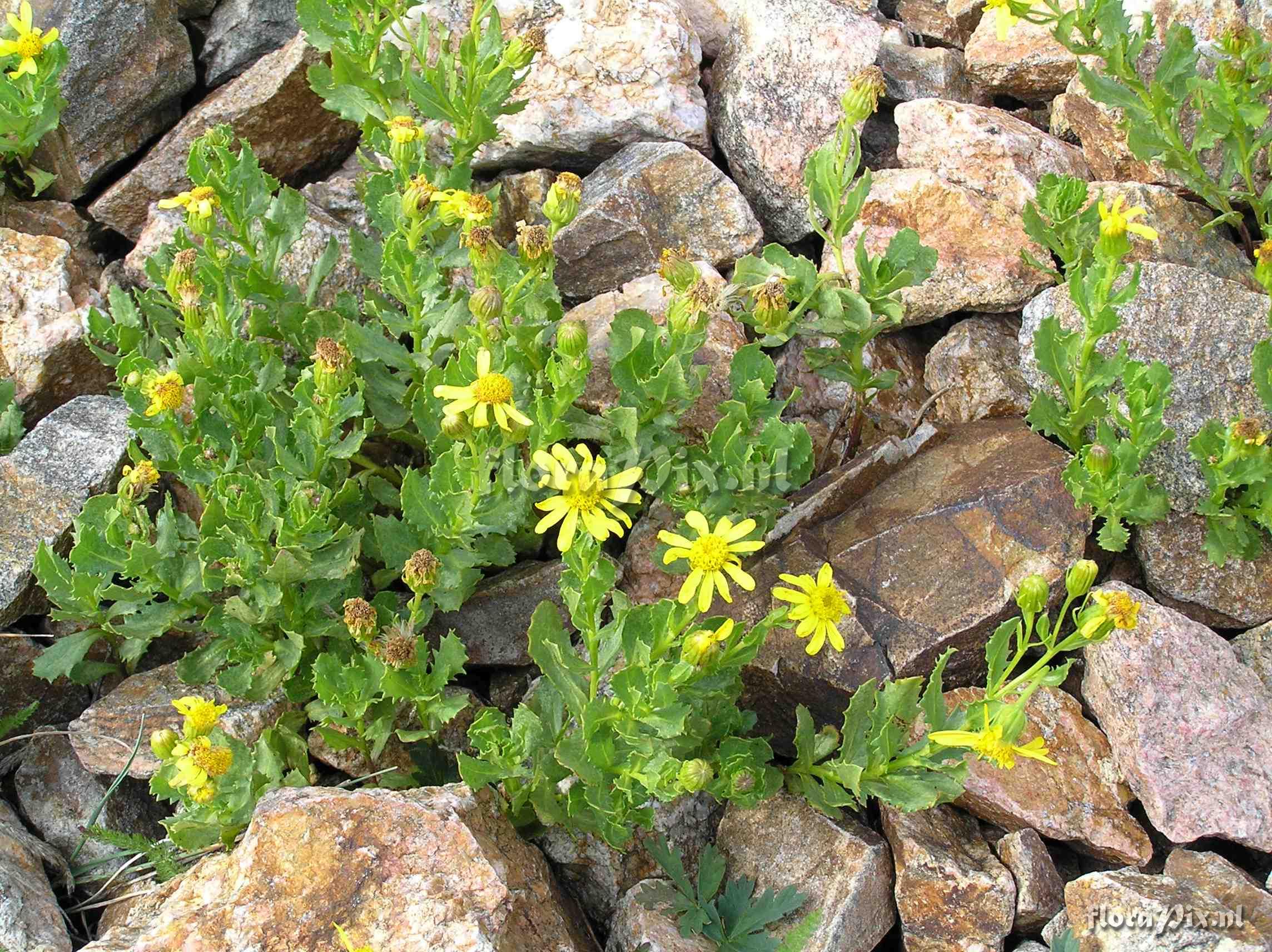 Senecio fremontii