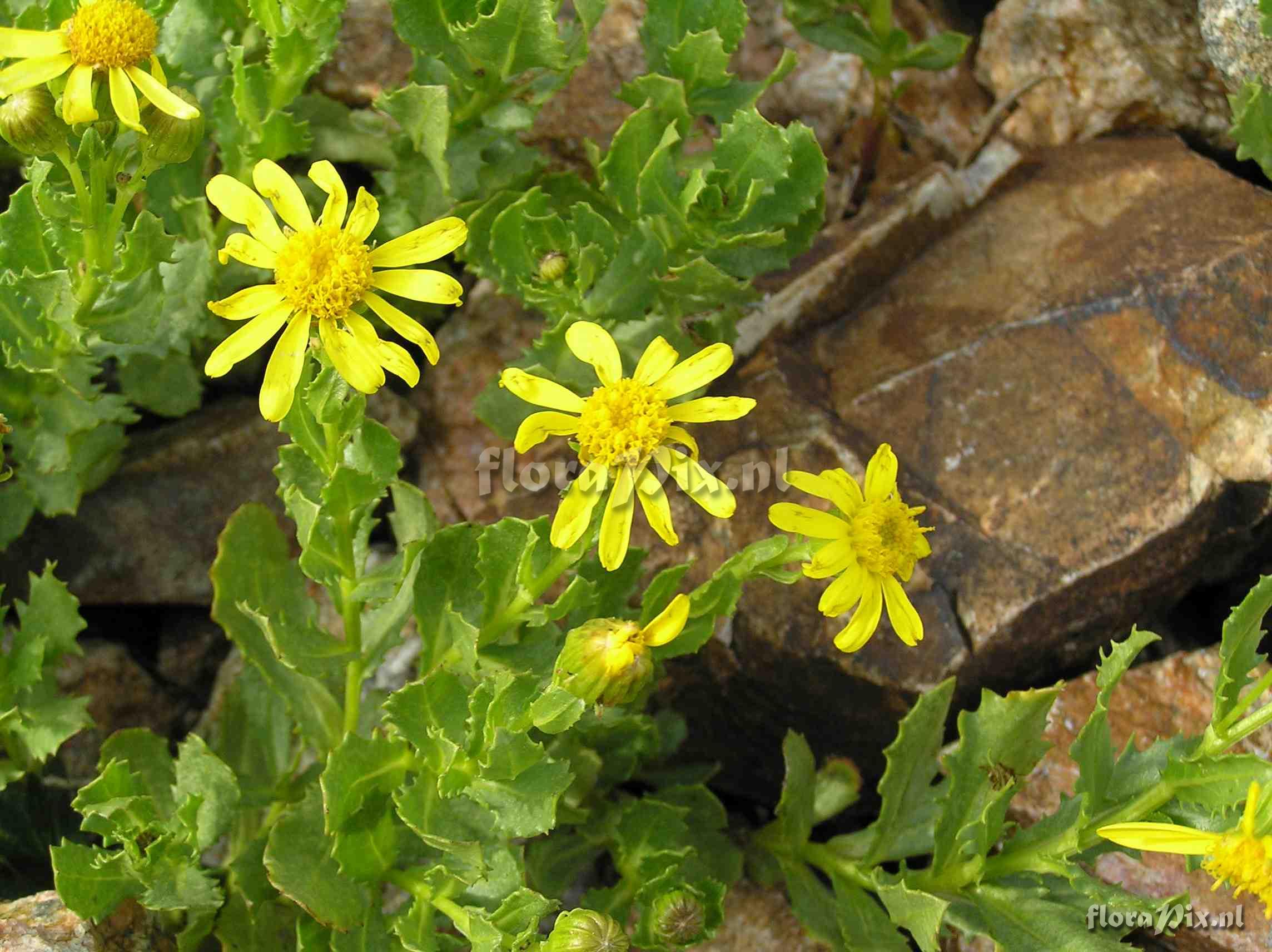 Senecio fremontii