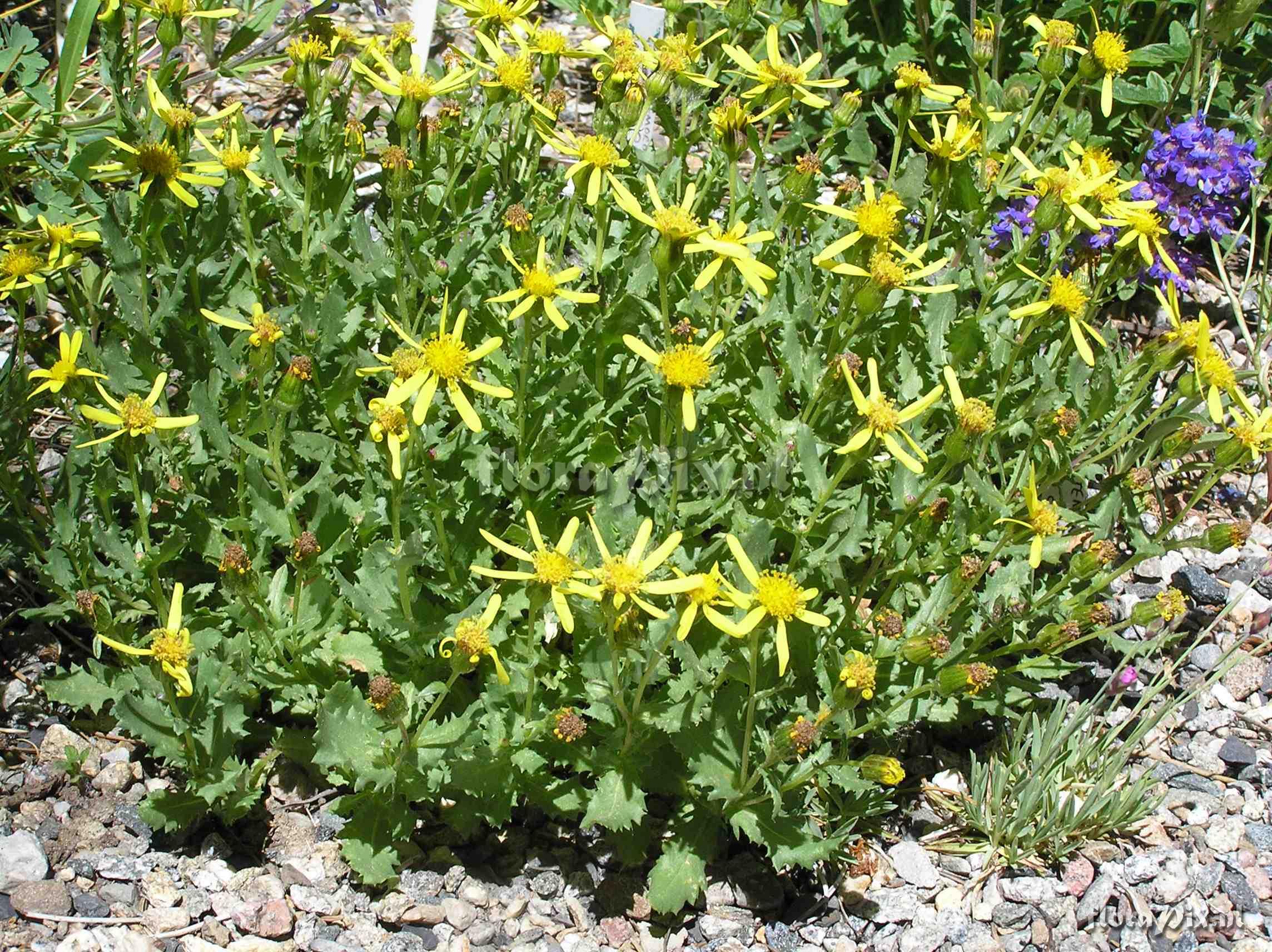 Senecio fremontii