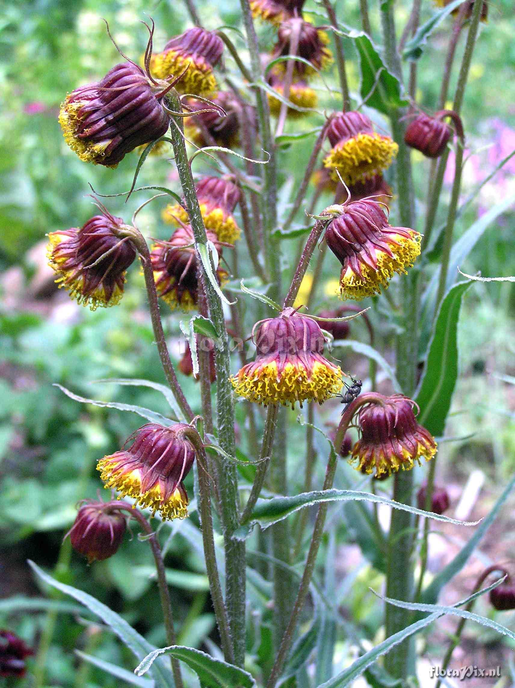 Senecio pudicus