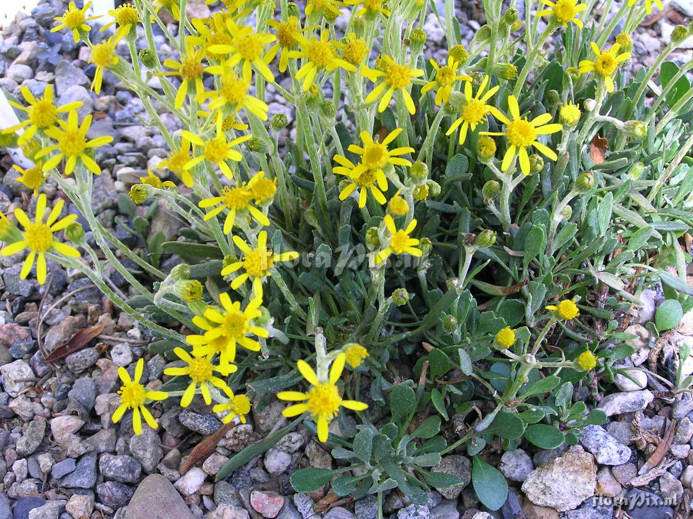 Senecio werneriifolius