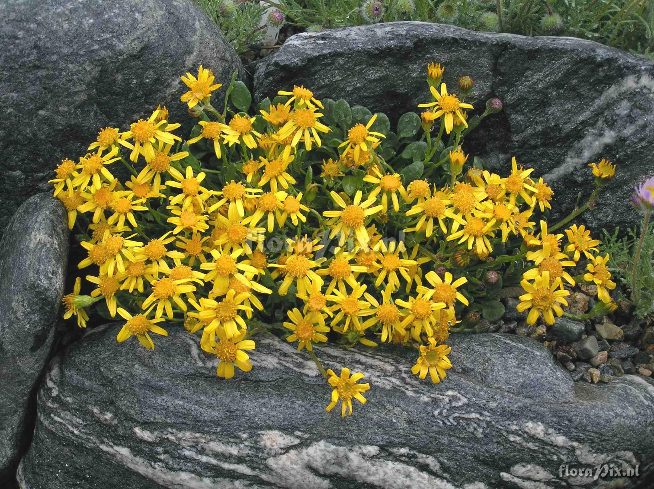 Senecio werneriifolius var. alpinus