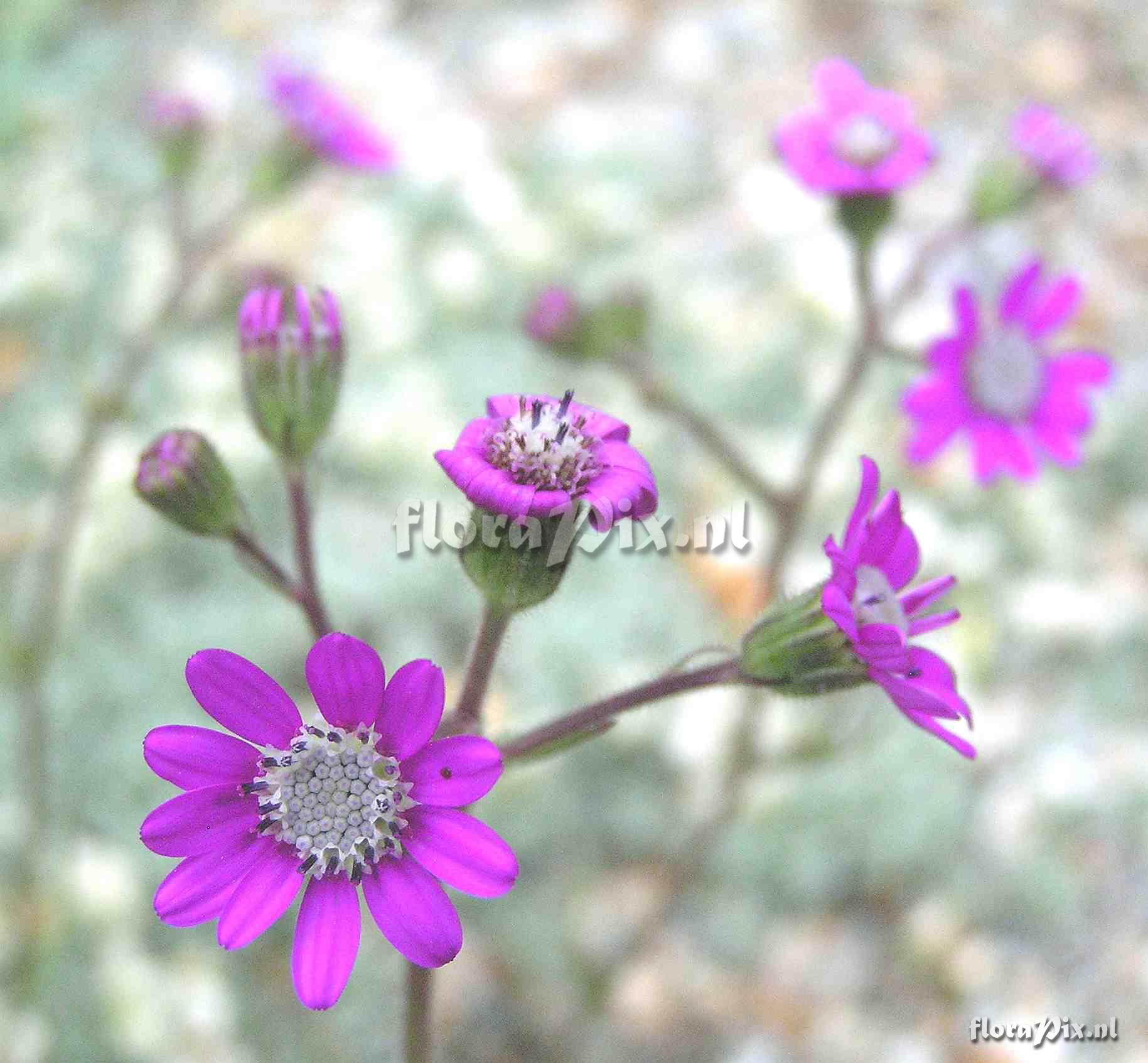 Senecio polyodon