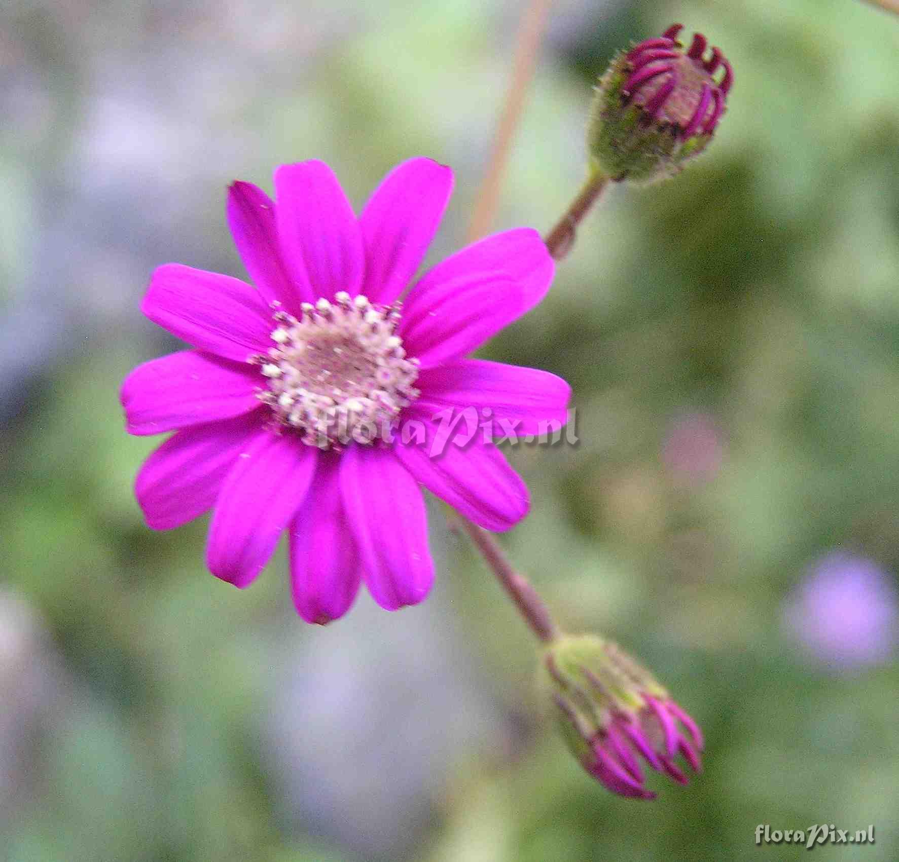 Senecio polyodon