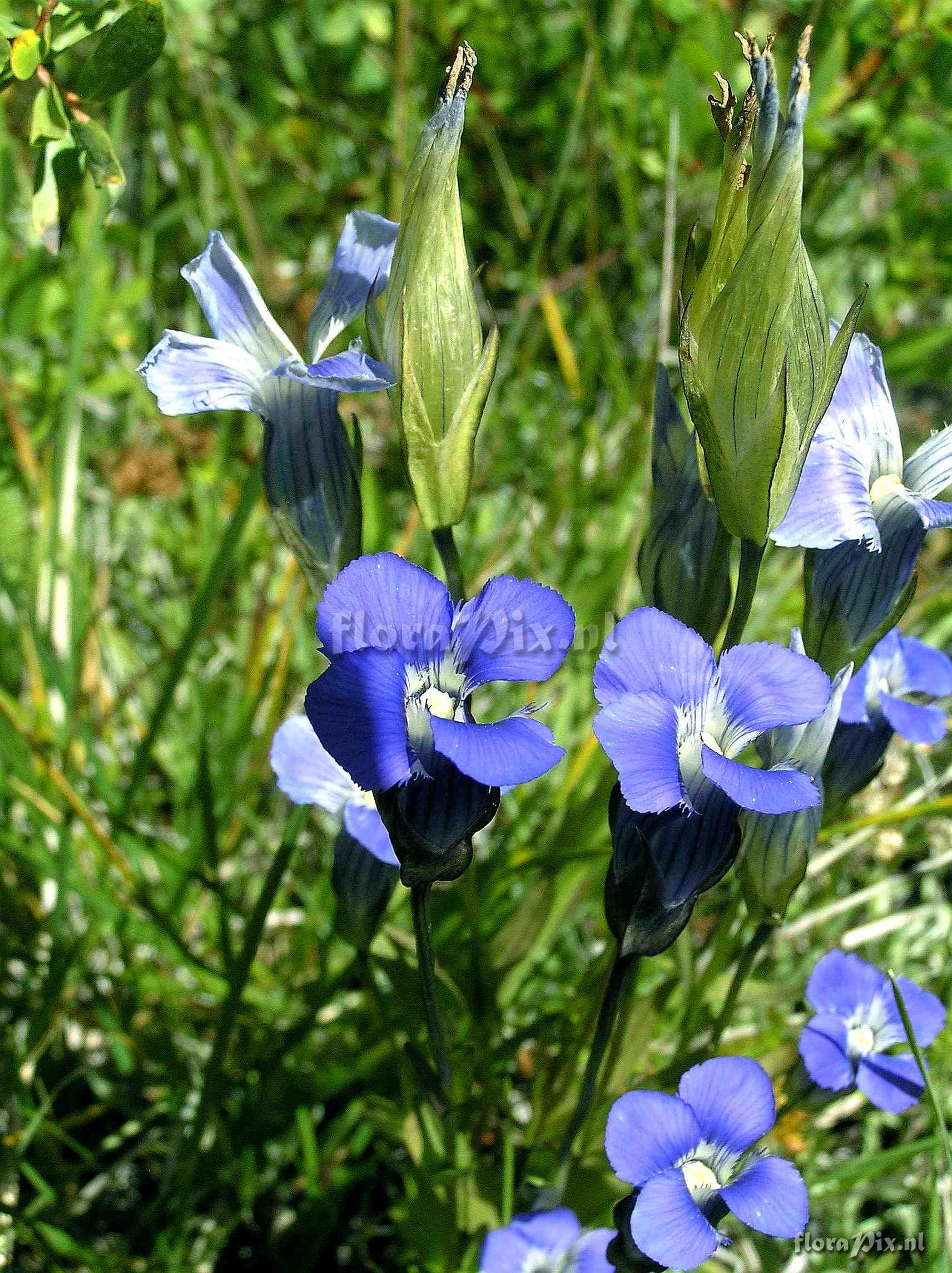 Gentianopsis detonsa