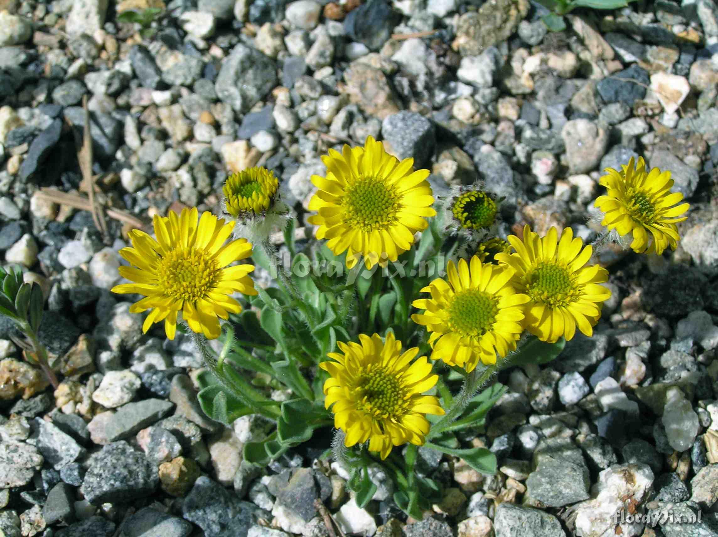 Erigeron aureus