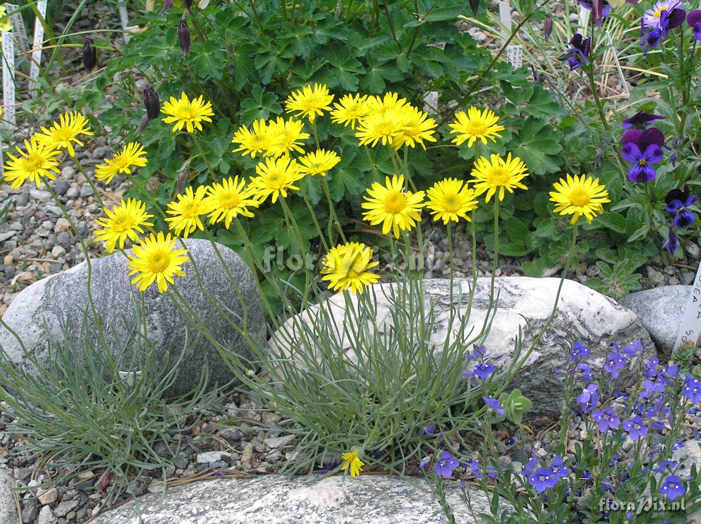 Erigeron linearis