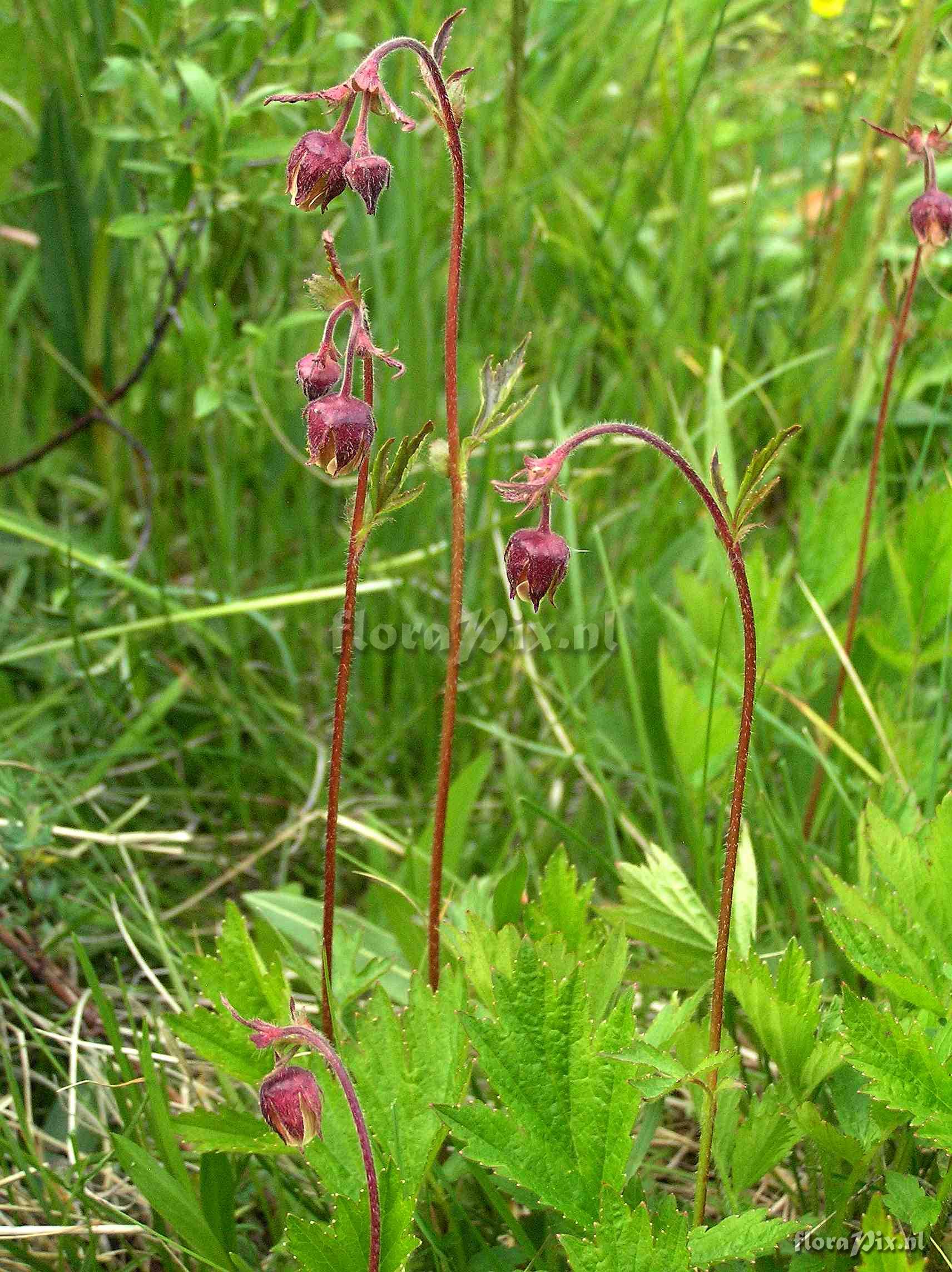 Geum rivale