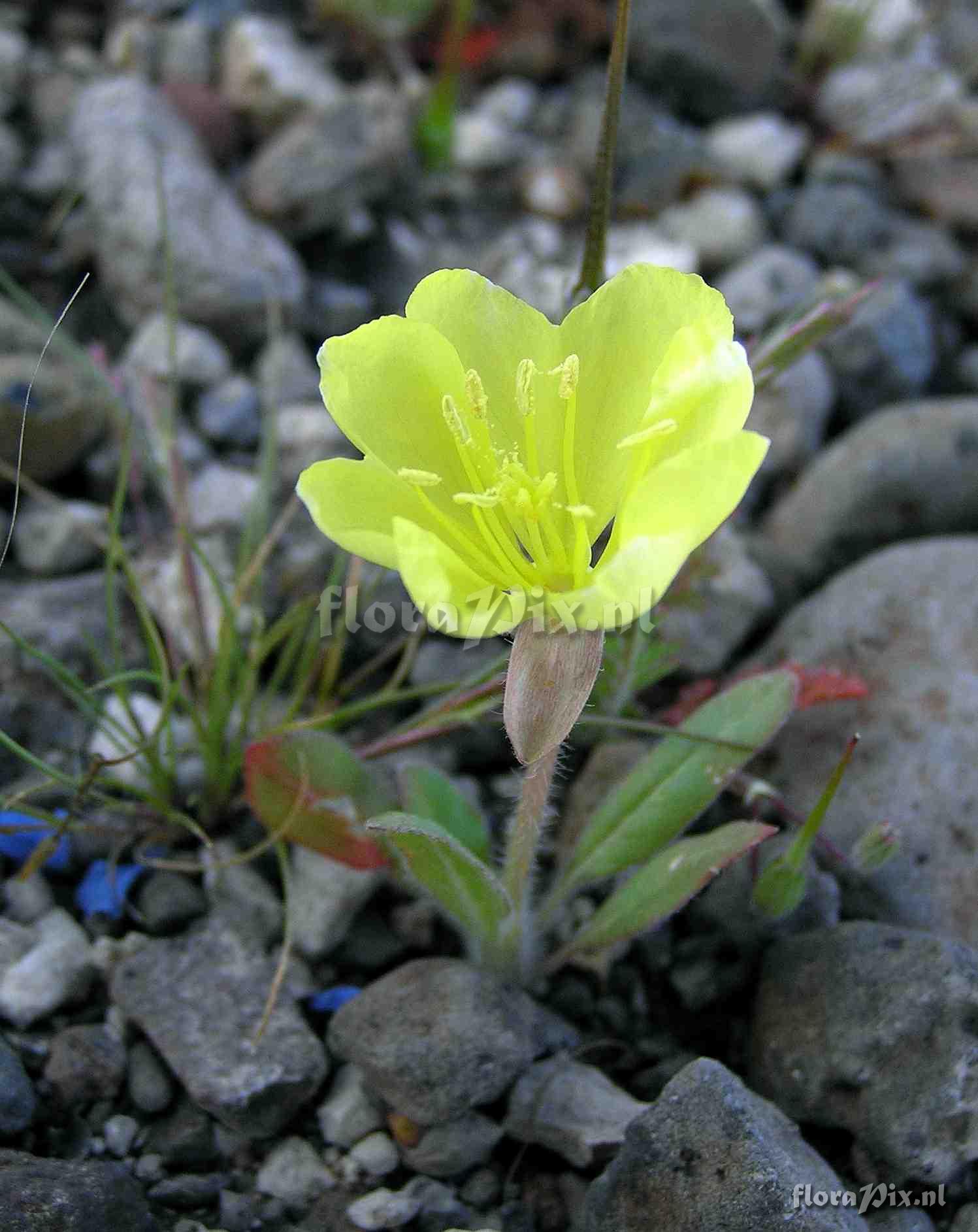 Oenothera primiveris