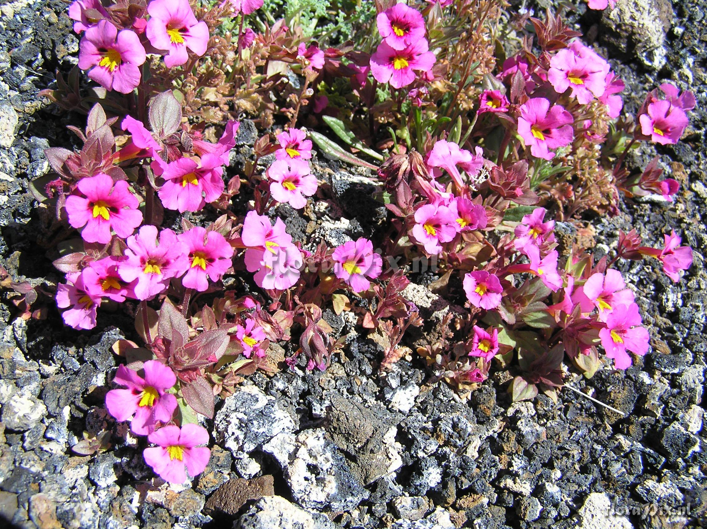 Mimulus bigelovii