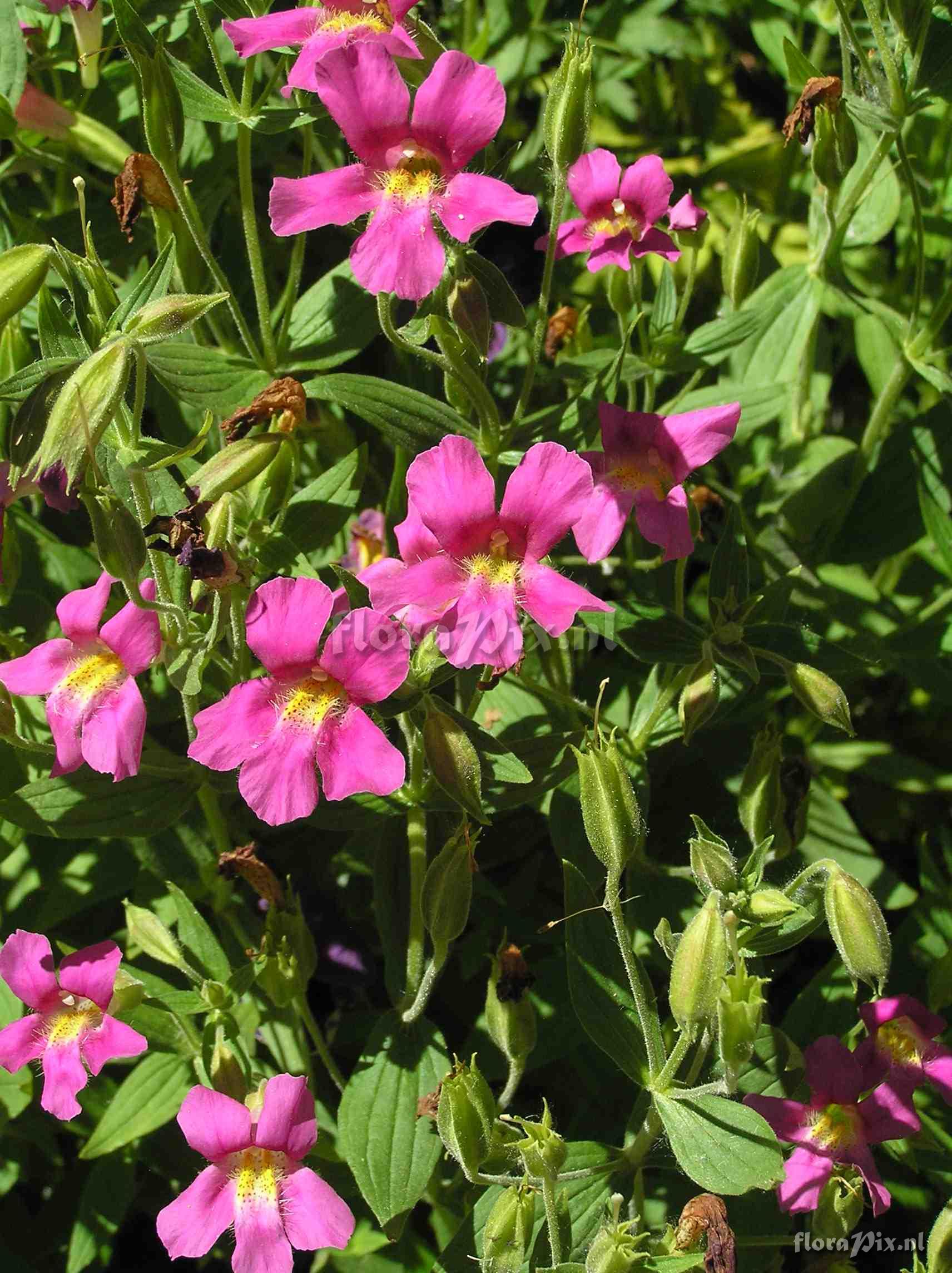 Mimulus lewisii