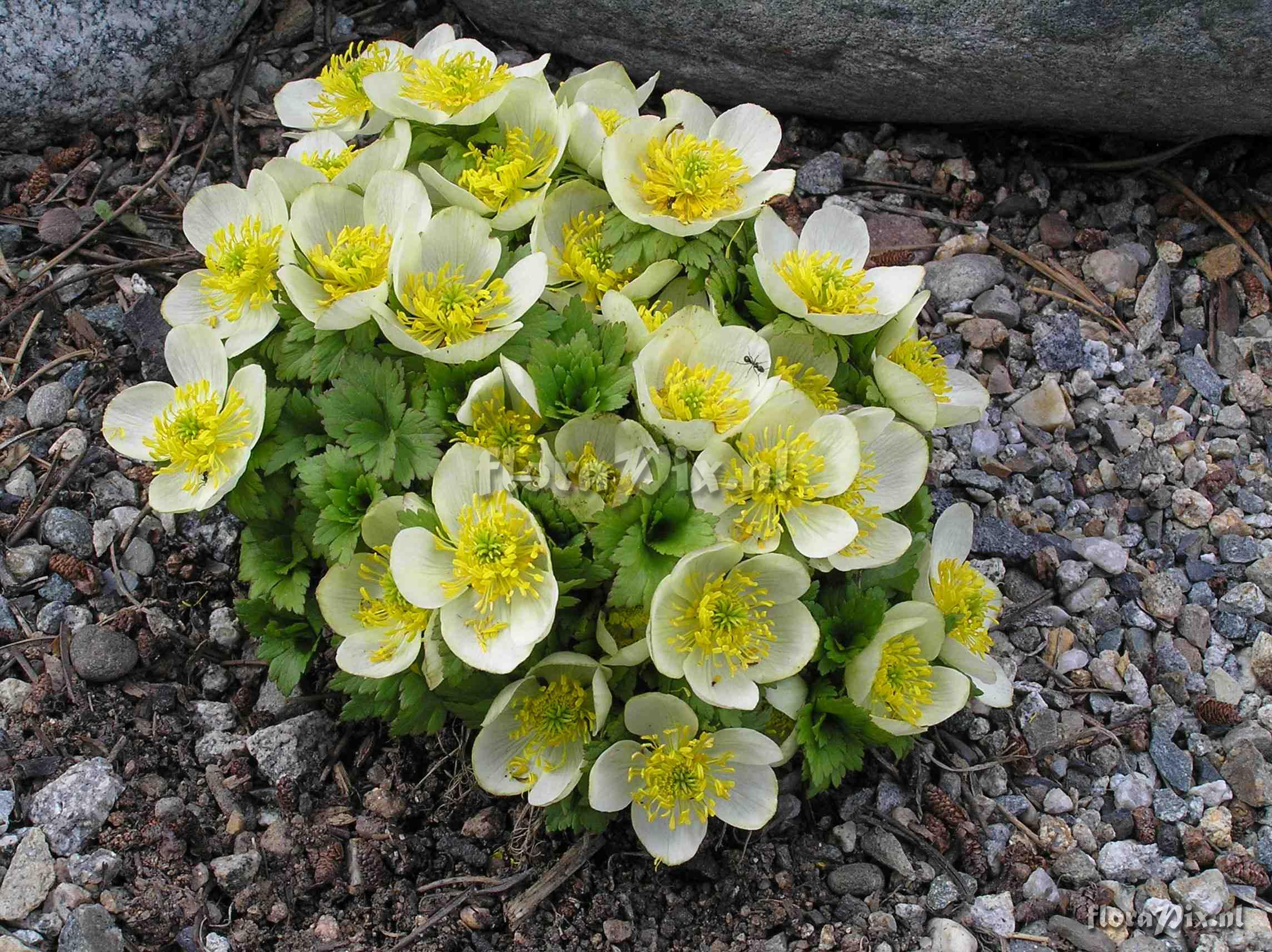 Trollius laxus