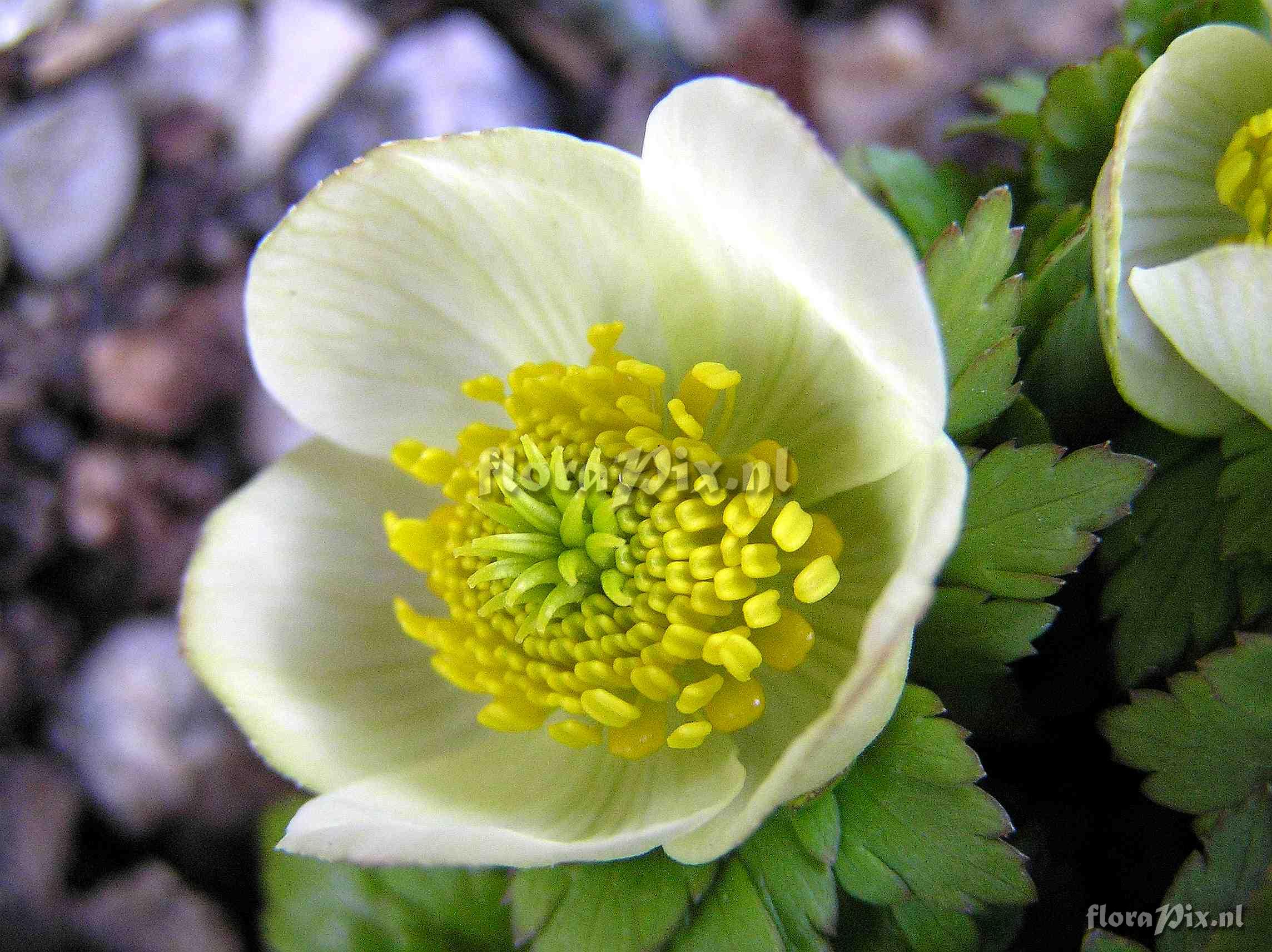 Trollius laxus