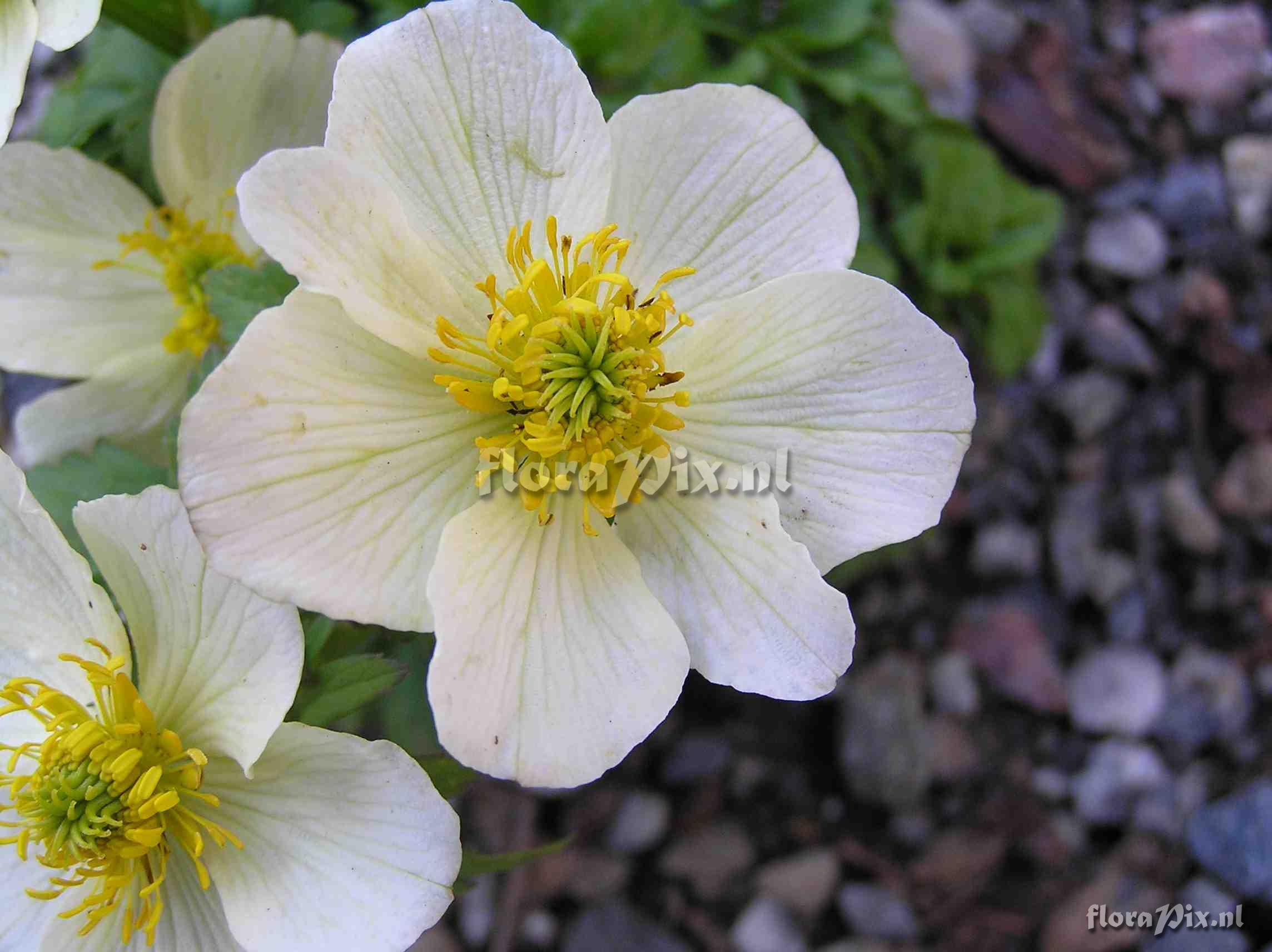 Trollius laxus