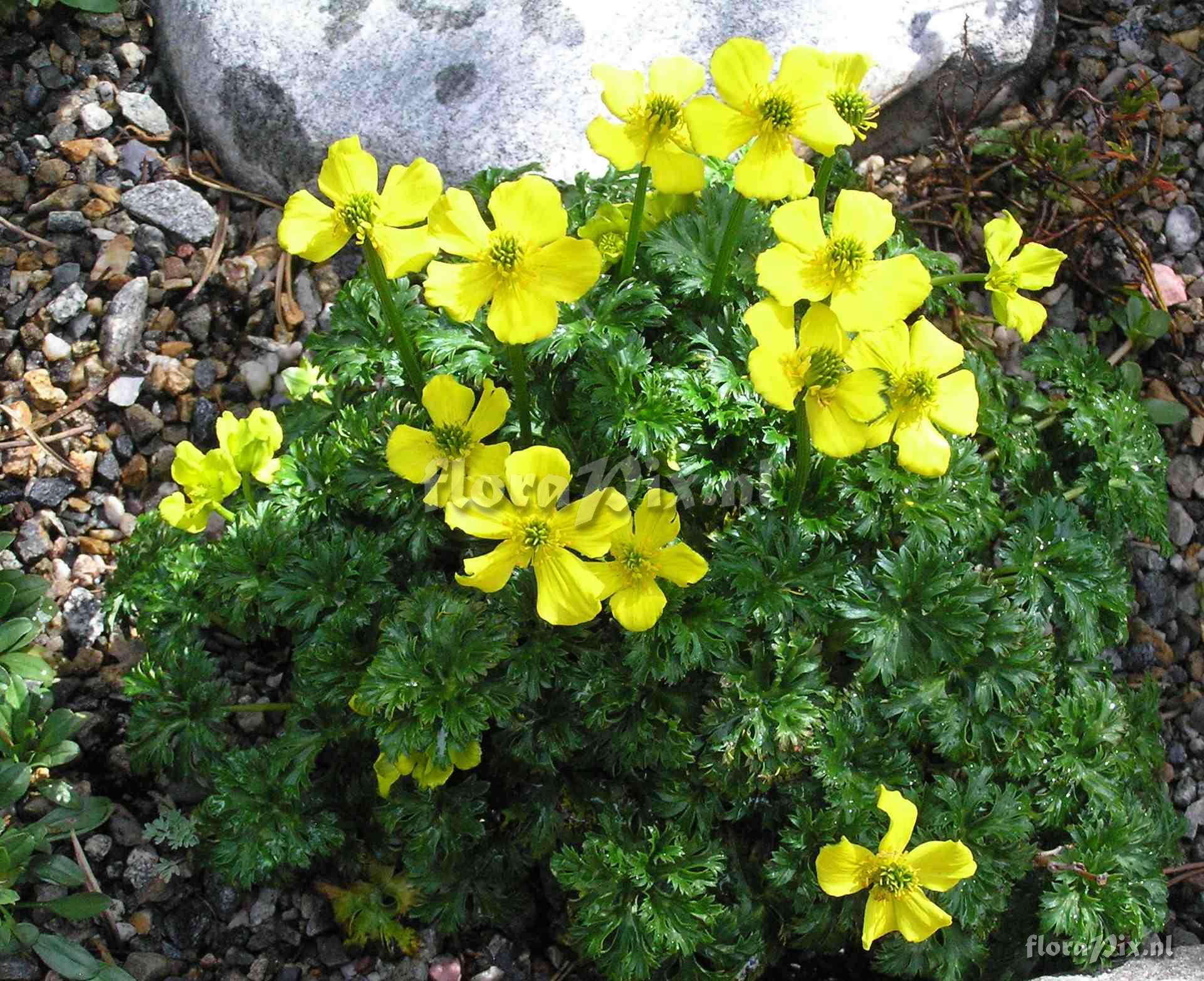 Trollius pumilis