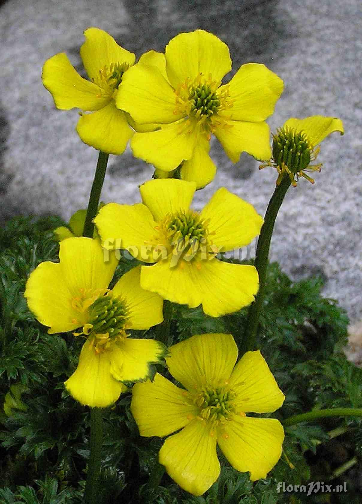 Trollius pumilis