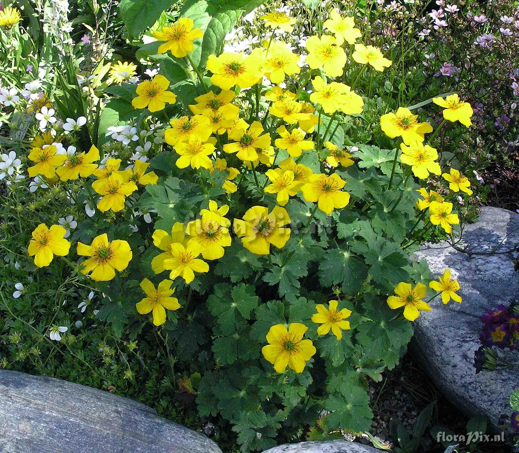 Trollius 