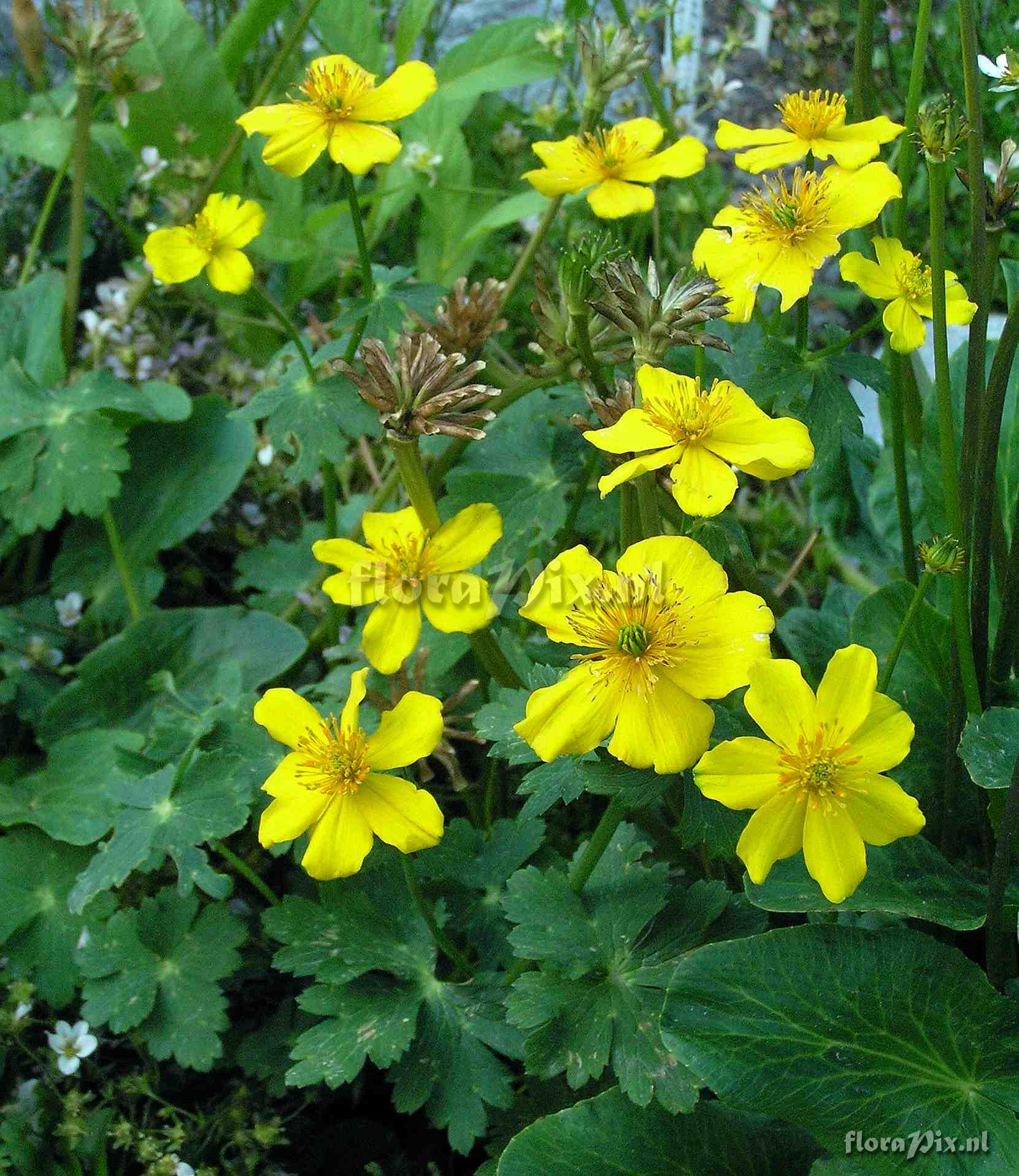 Trollius 