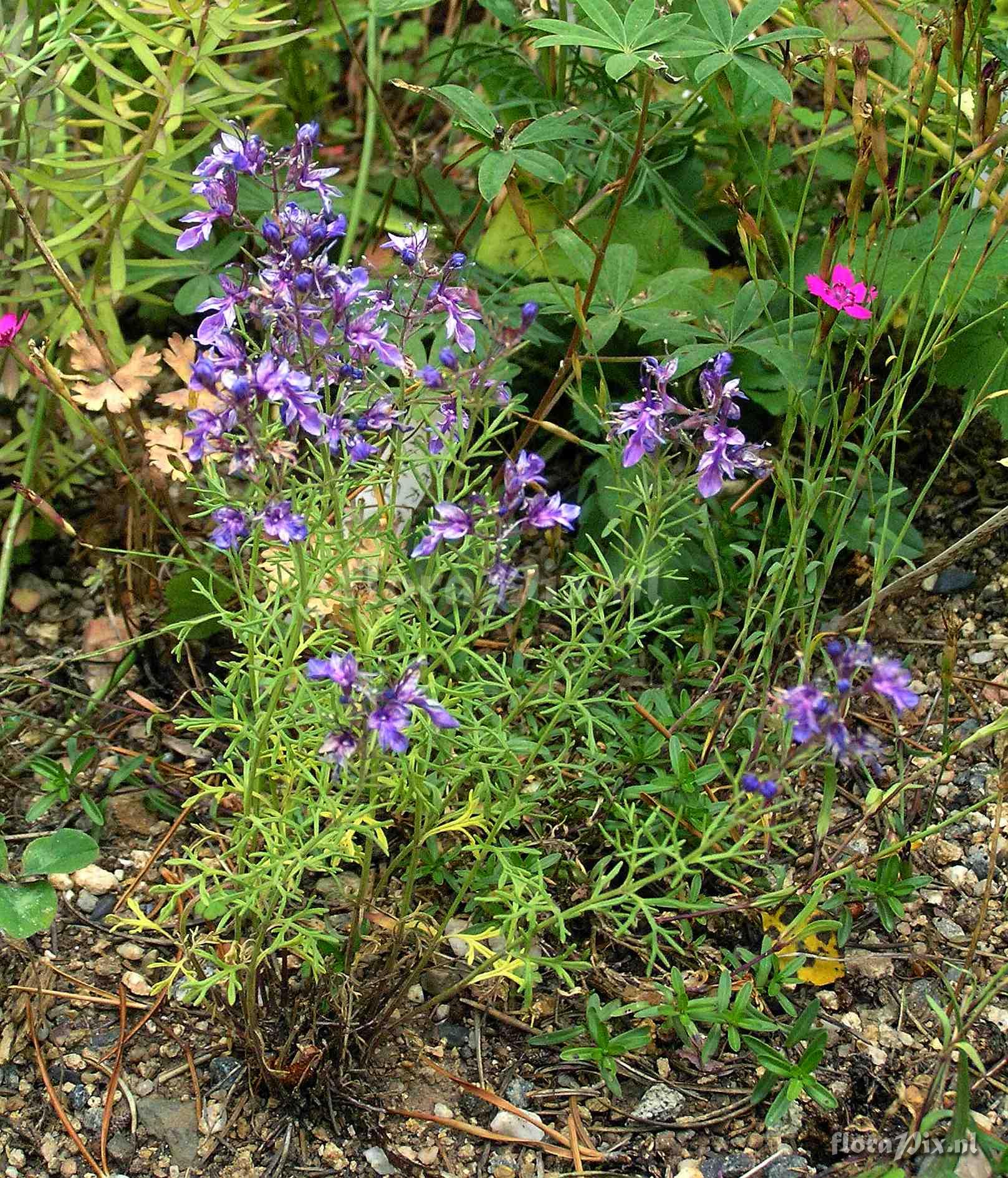 Teucrium orientale.