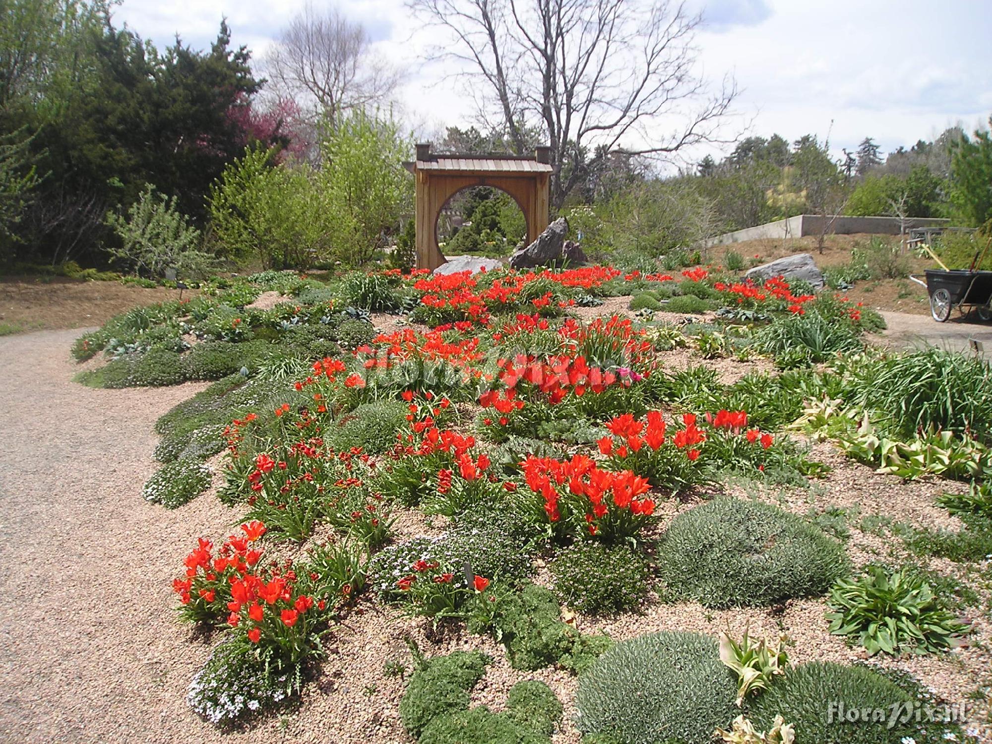 Tulipa albertii