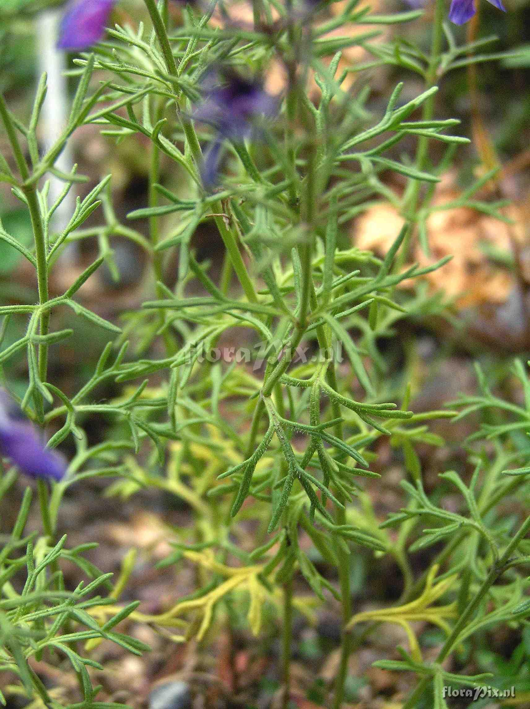 Teucrium orientale.