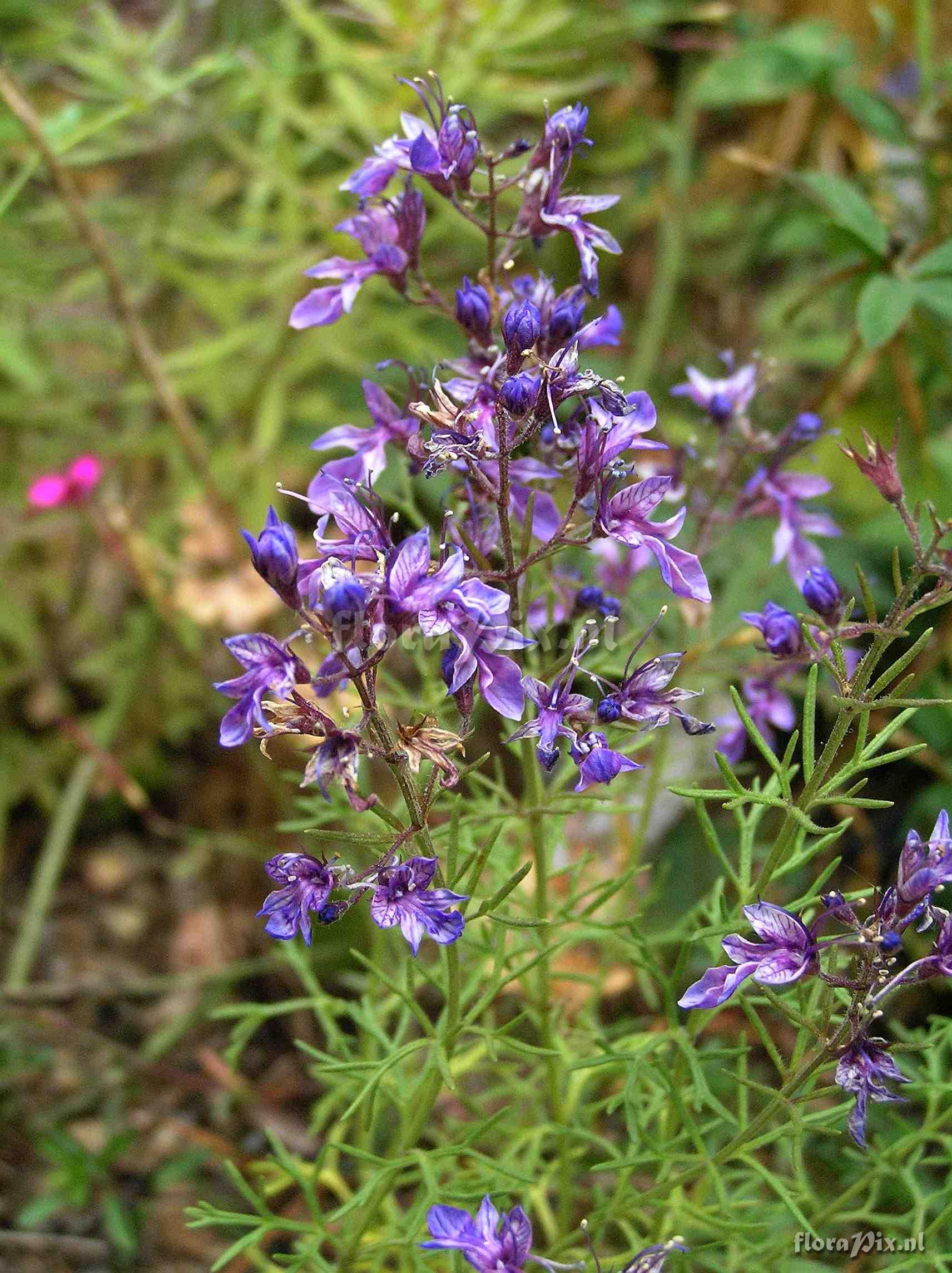 Teucrium orientale.