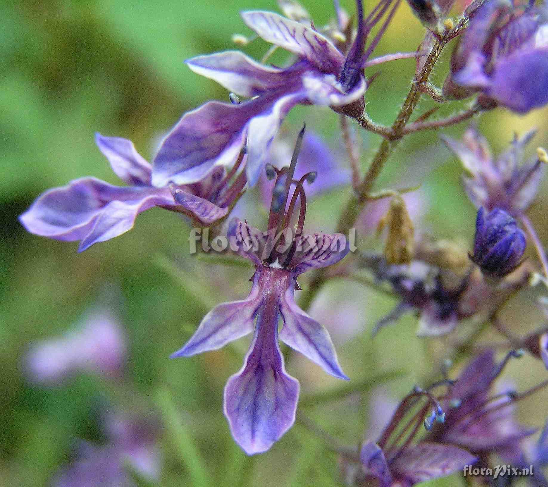 Teucrium orientale.