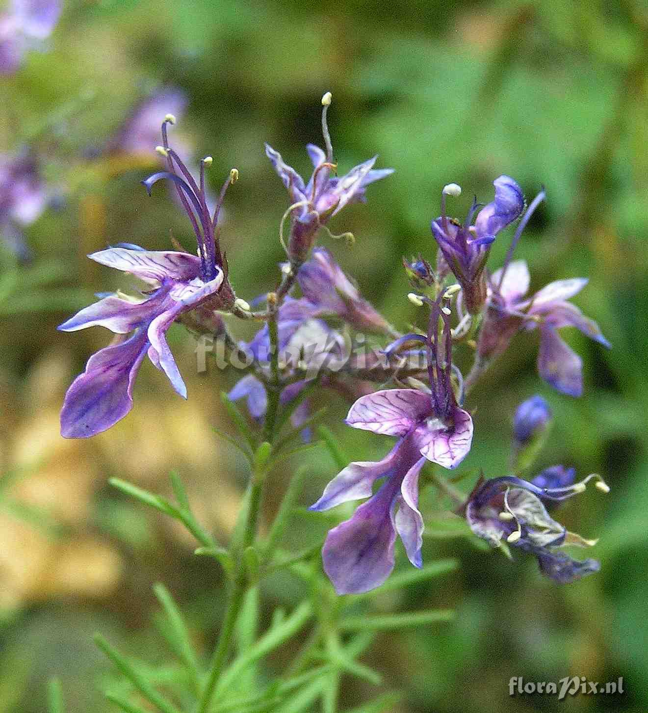 Teucrium orientale.