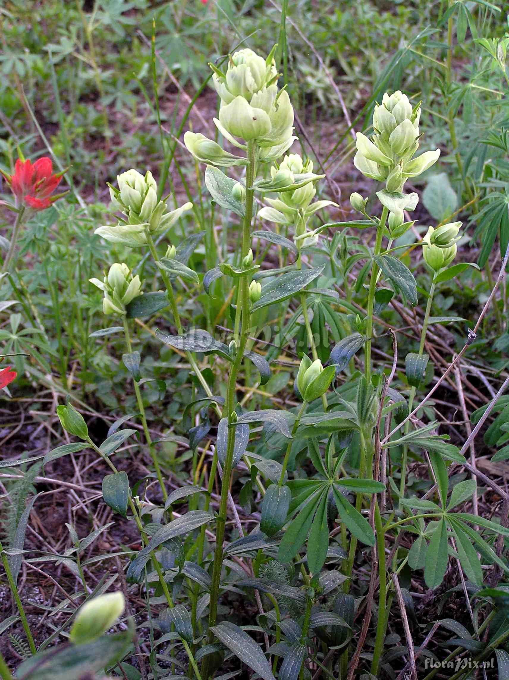 Castilleja sulphurea