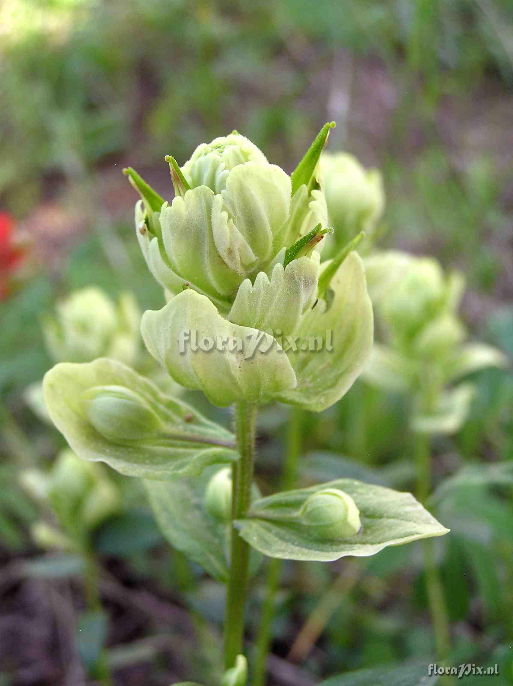 Castilleja sulphurea