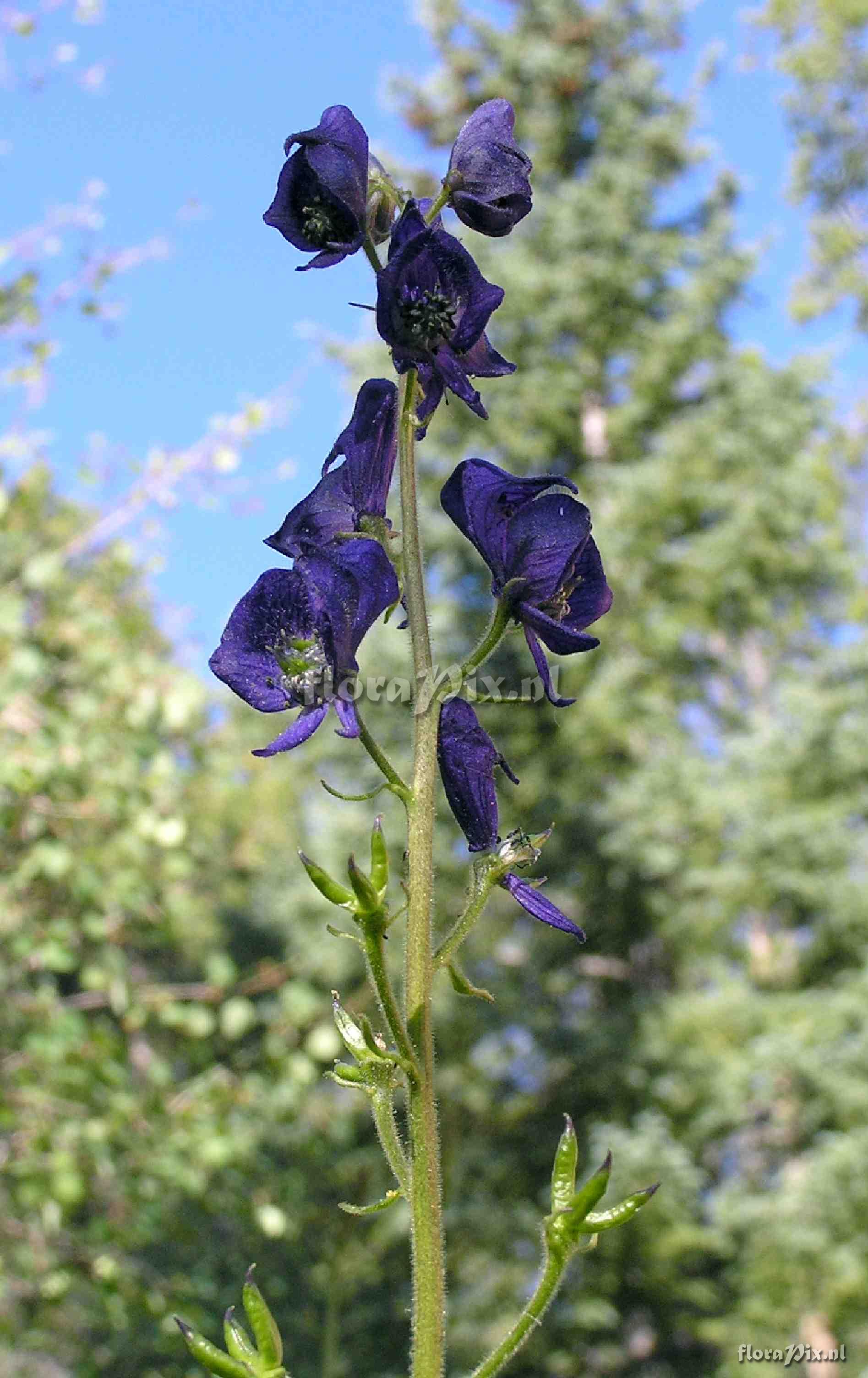 Aconitum columbianum