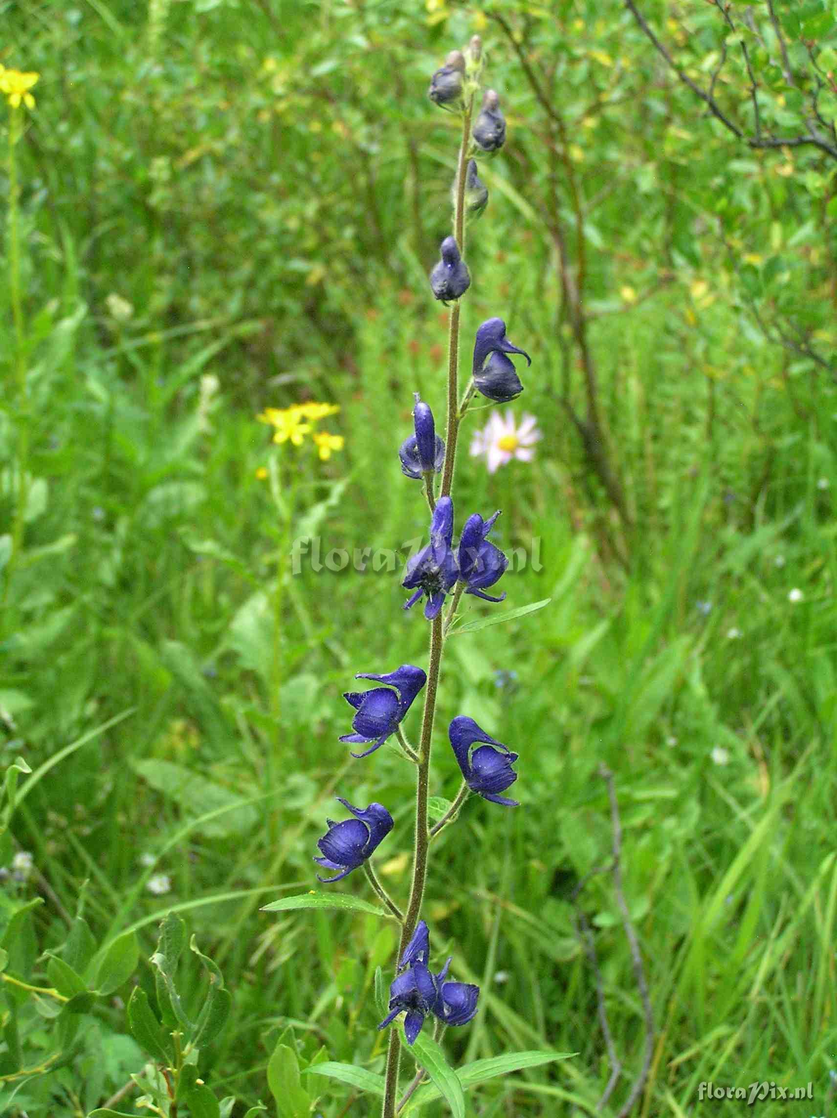 Aconitum columbianum