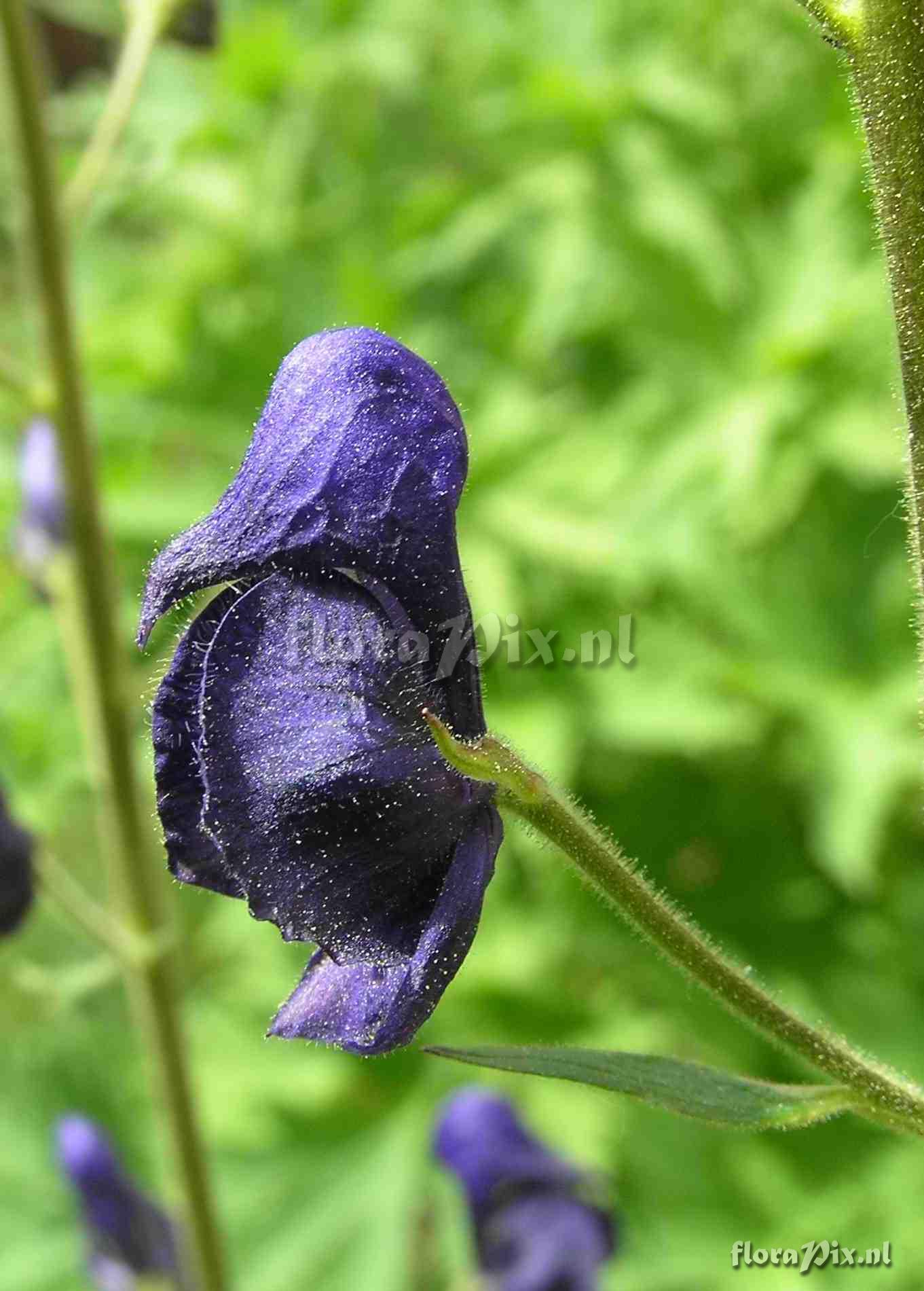 Aconitum columbianum