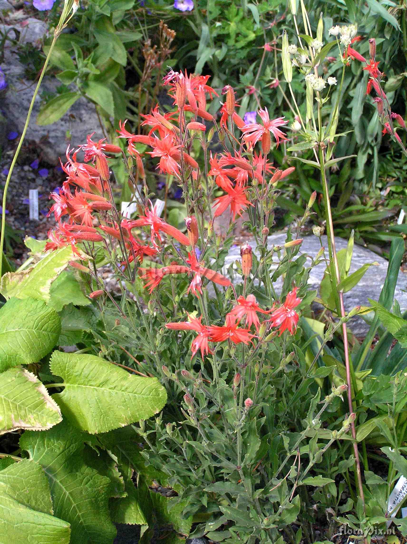 Silene laciniata