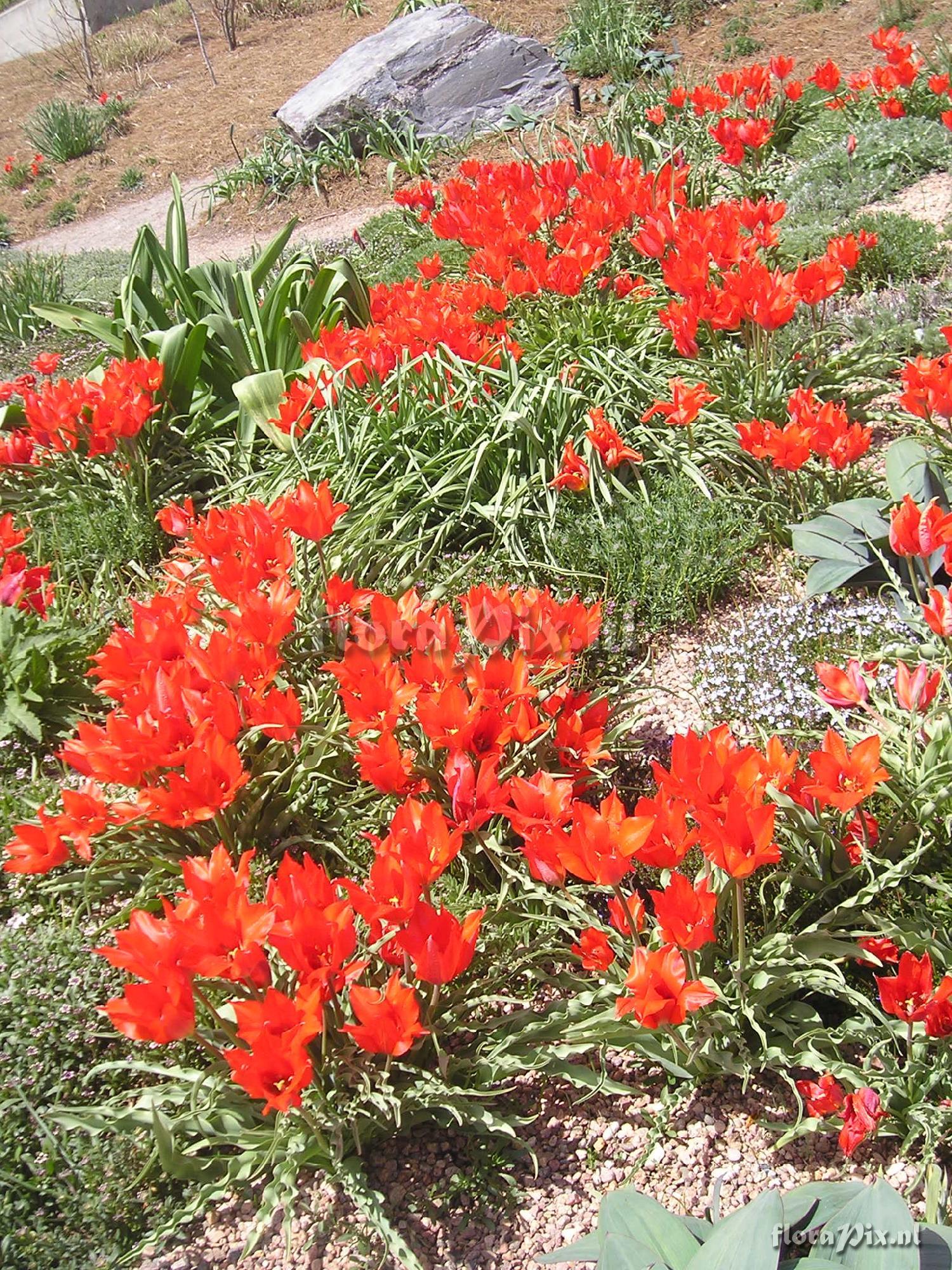 Tulipa albertii in Steppe Garden