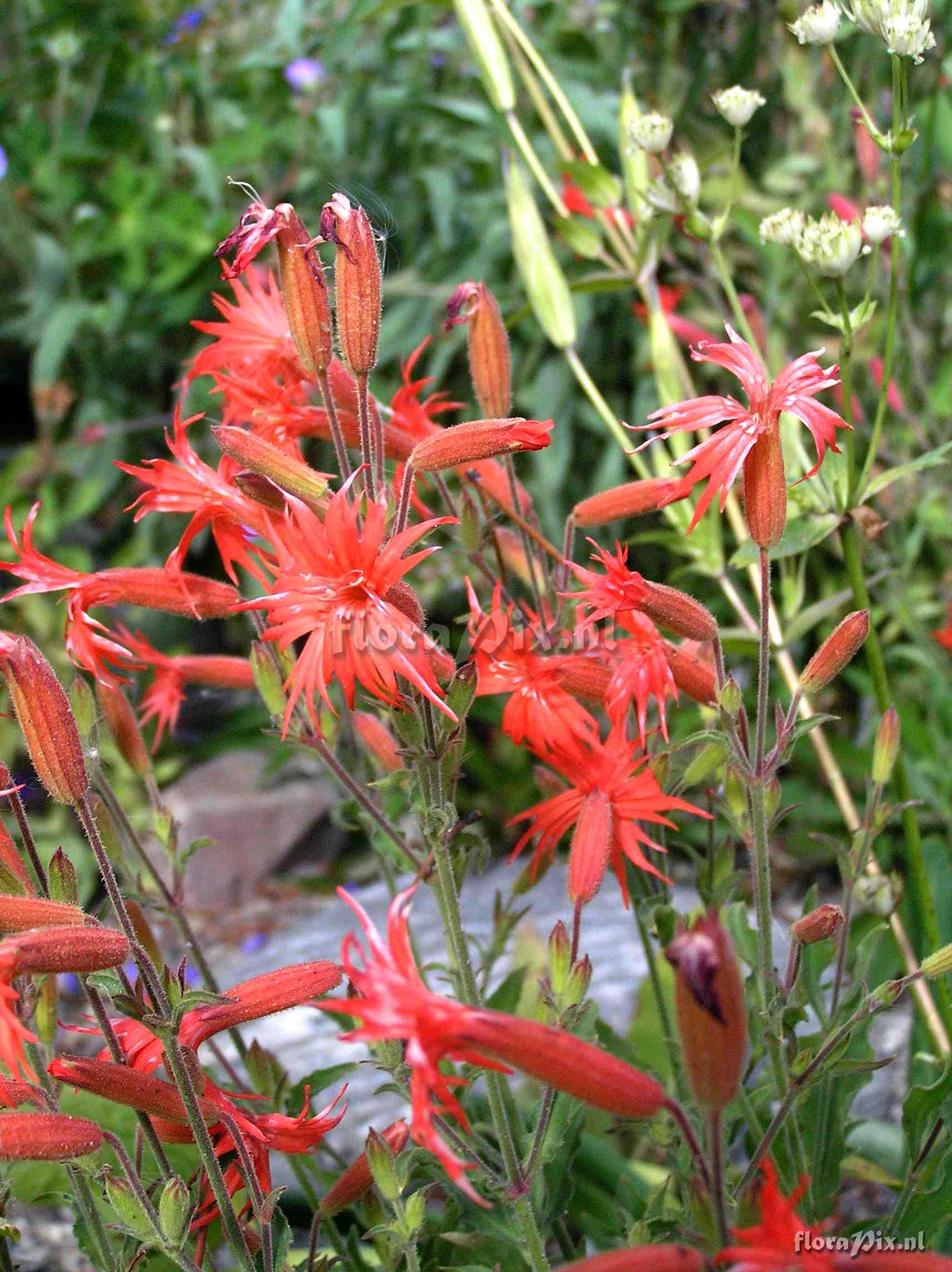 Silene laciniata