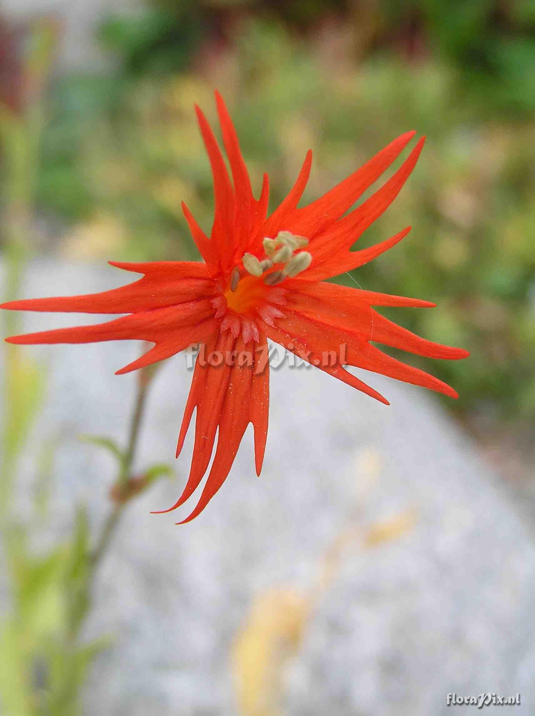 Silene laciniata