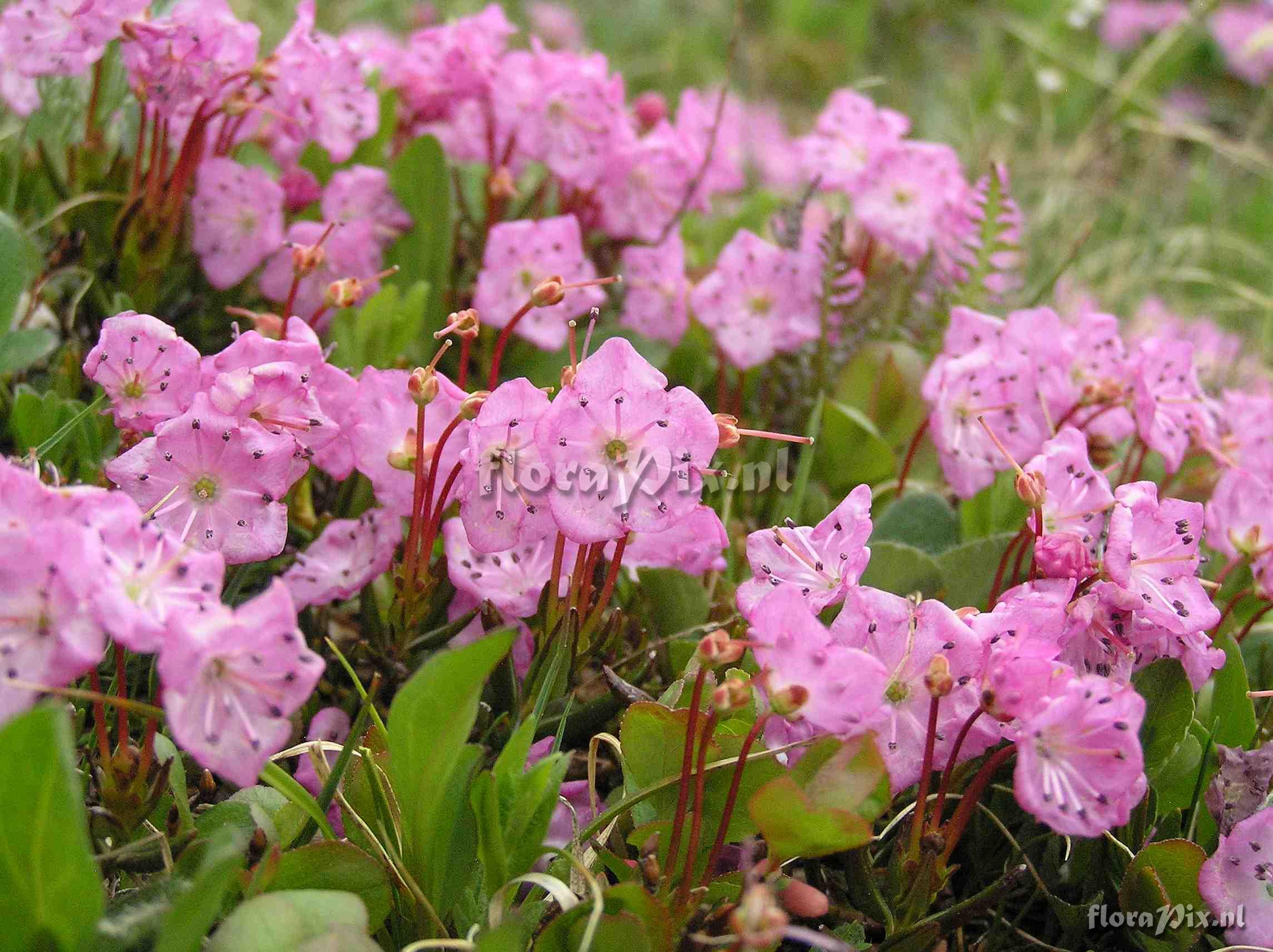 Kalmia microphylla var. microphylla